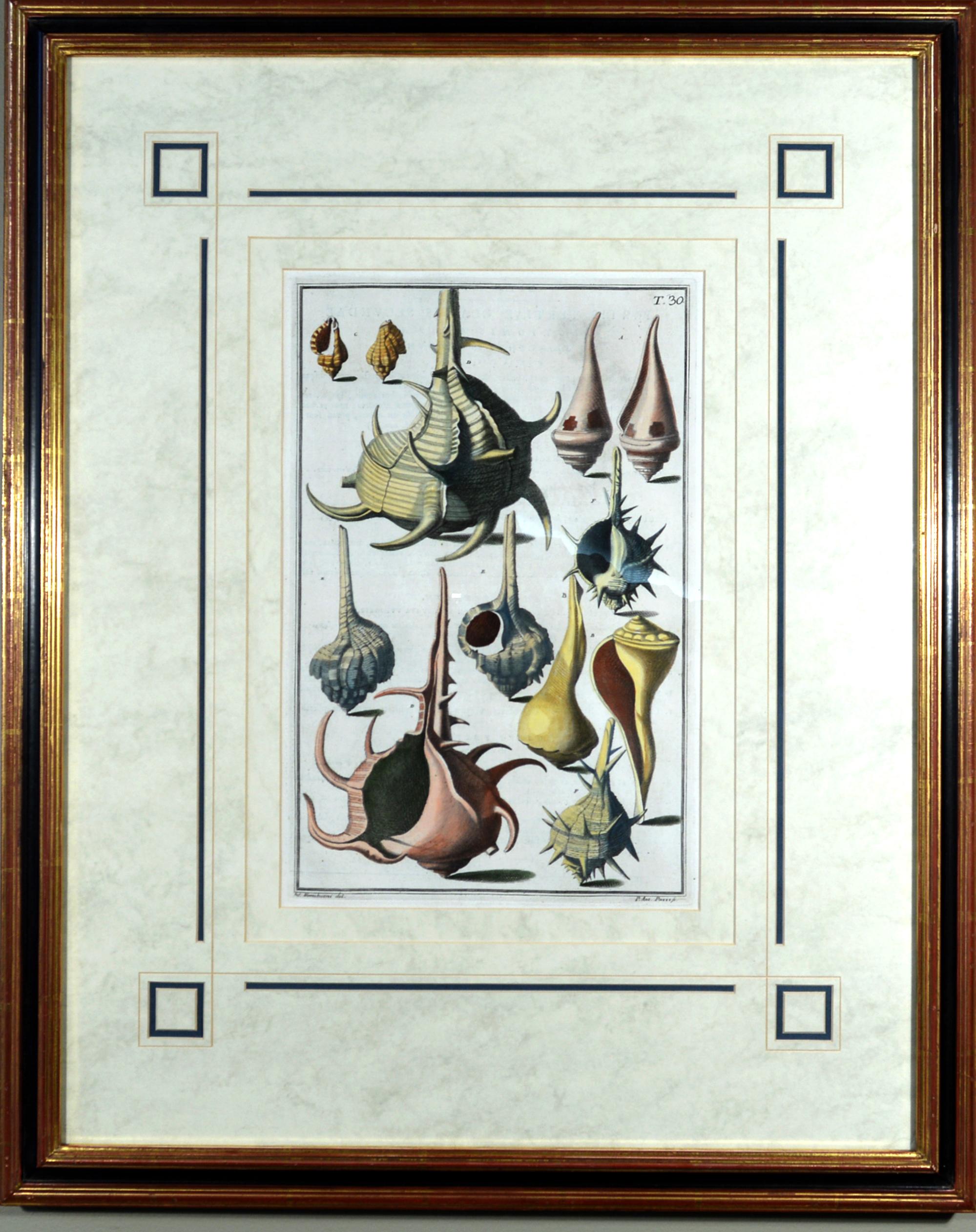 Italian 18th-century Seashell Engravings by Niccolo Gualtieri For Sale