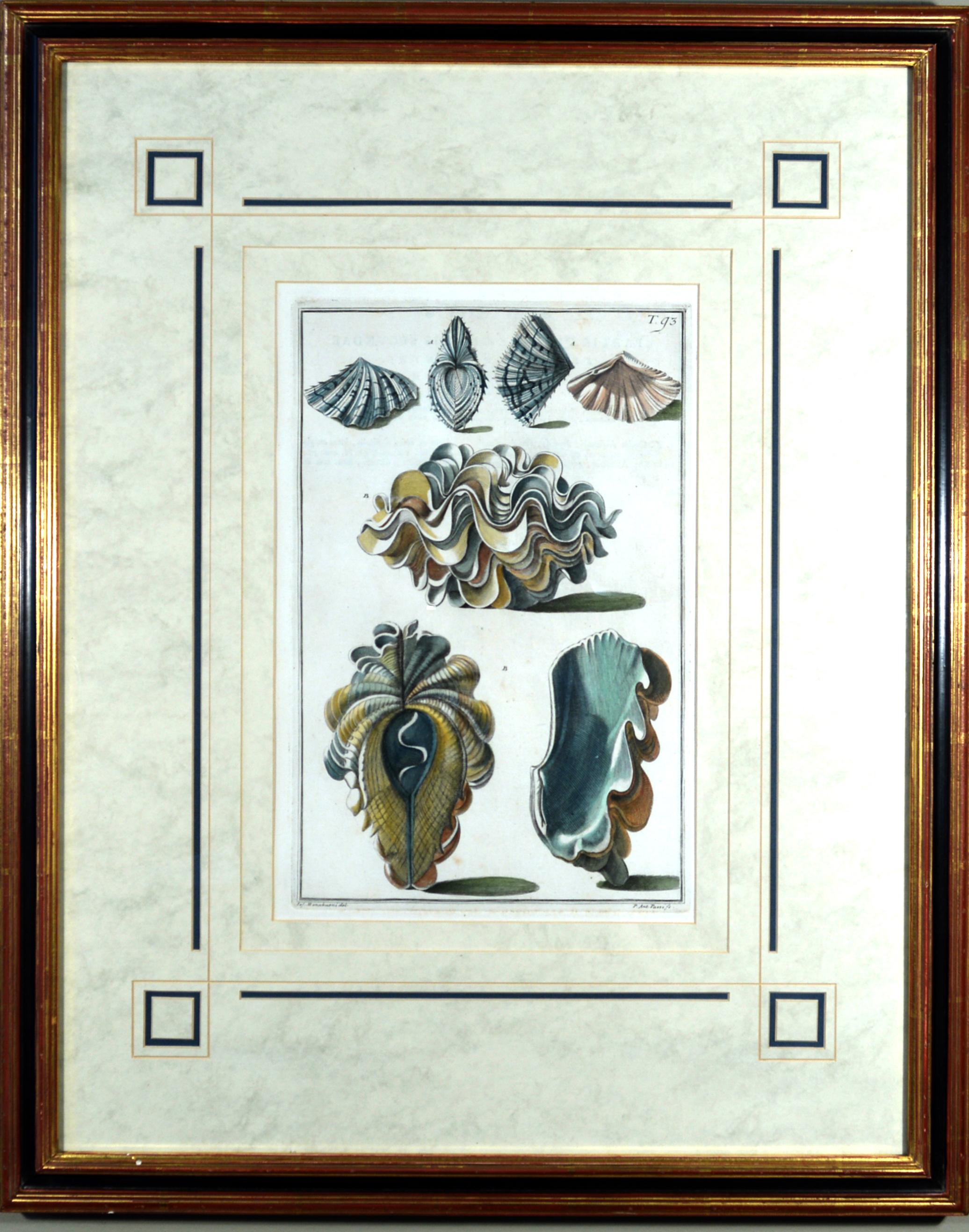 18th-century Seashell Engravings by Niccolo Gualtieri In Good Condition For Sale In Downingtown, PA