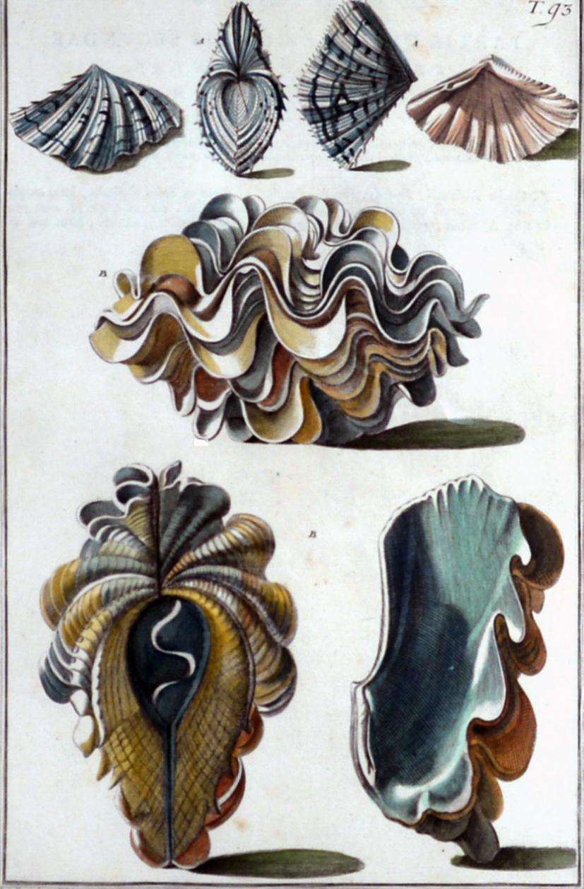 Muschelgravuren aus dem 18. Jahrhundert von Niccolo Gualtieri (Papier) im Angebot