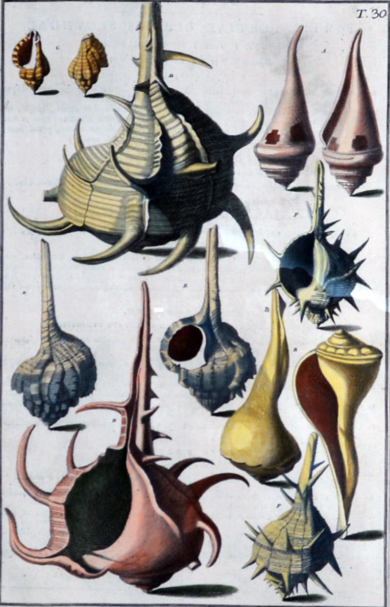 Paper 18th-century Seashell Engravings by Niccolo Gualtieri For Sale