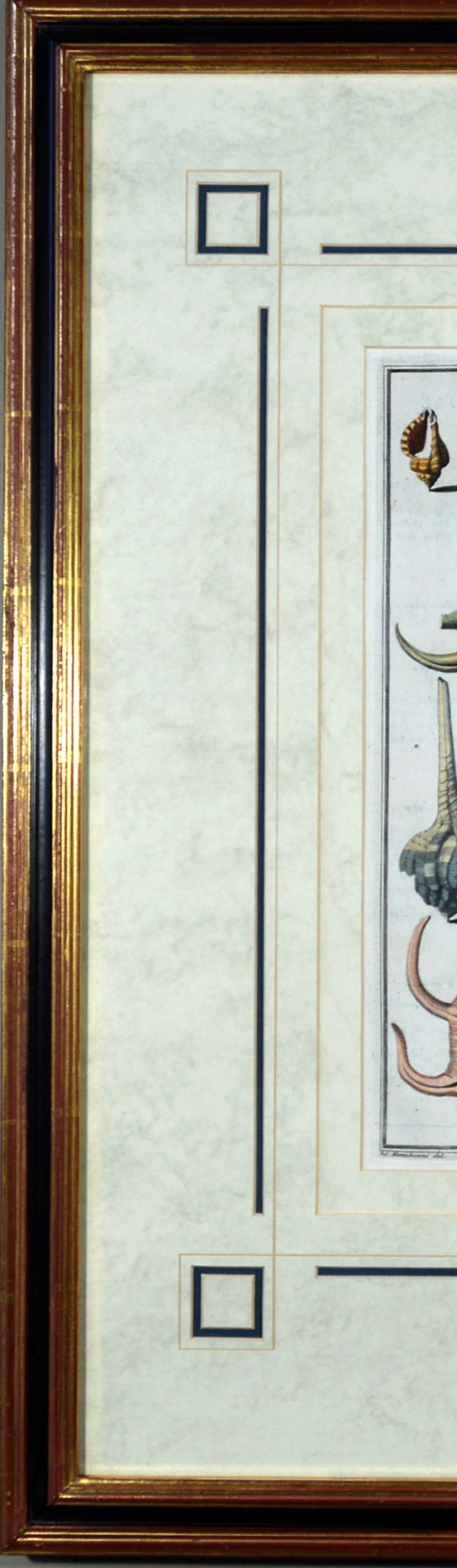 Muschelgravuren aus dem 18. Jahrhundert von Niccolo Gualtieri im Angebot 2
