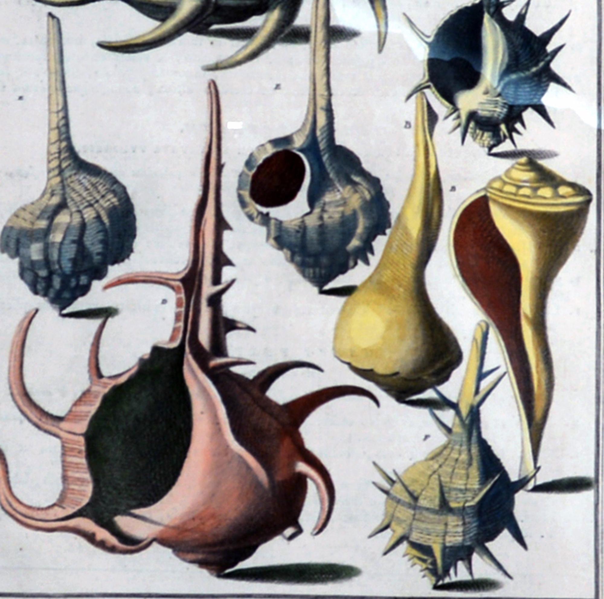 18th-century Seashell Engravings by Niccolo Gualtieri For Sale 2