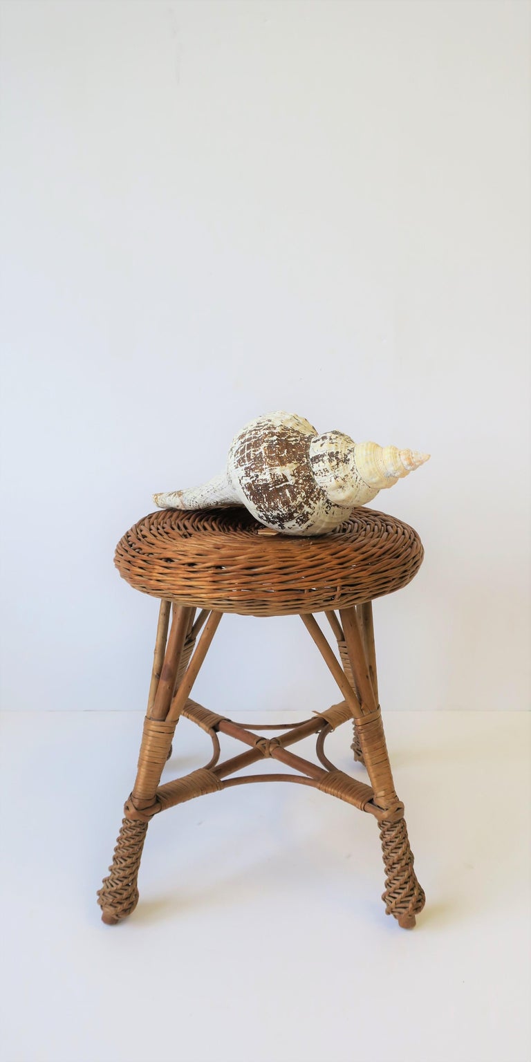 Seashell For Sale at 1stdibs