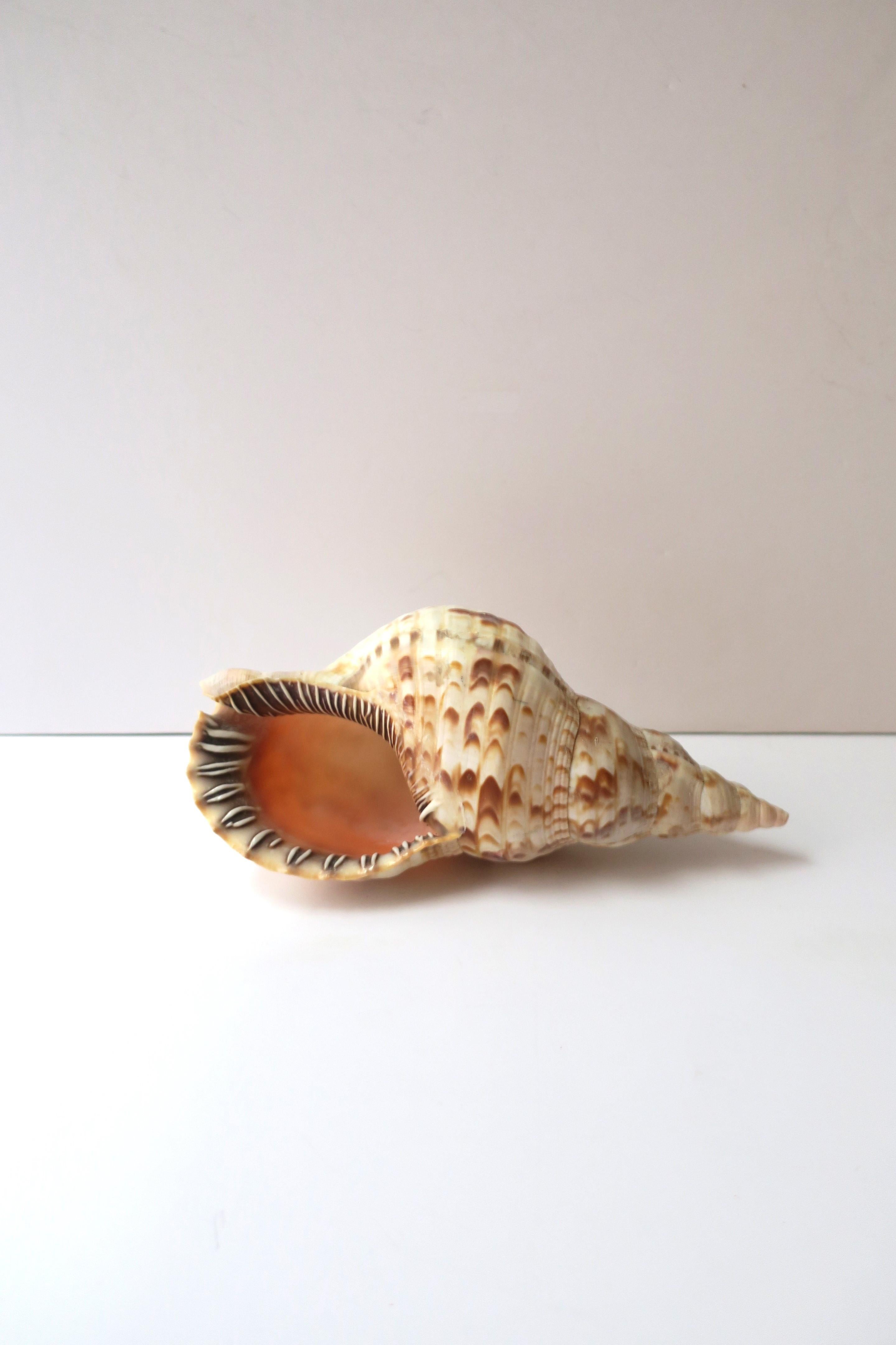 Seashell  For Sale 3