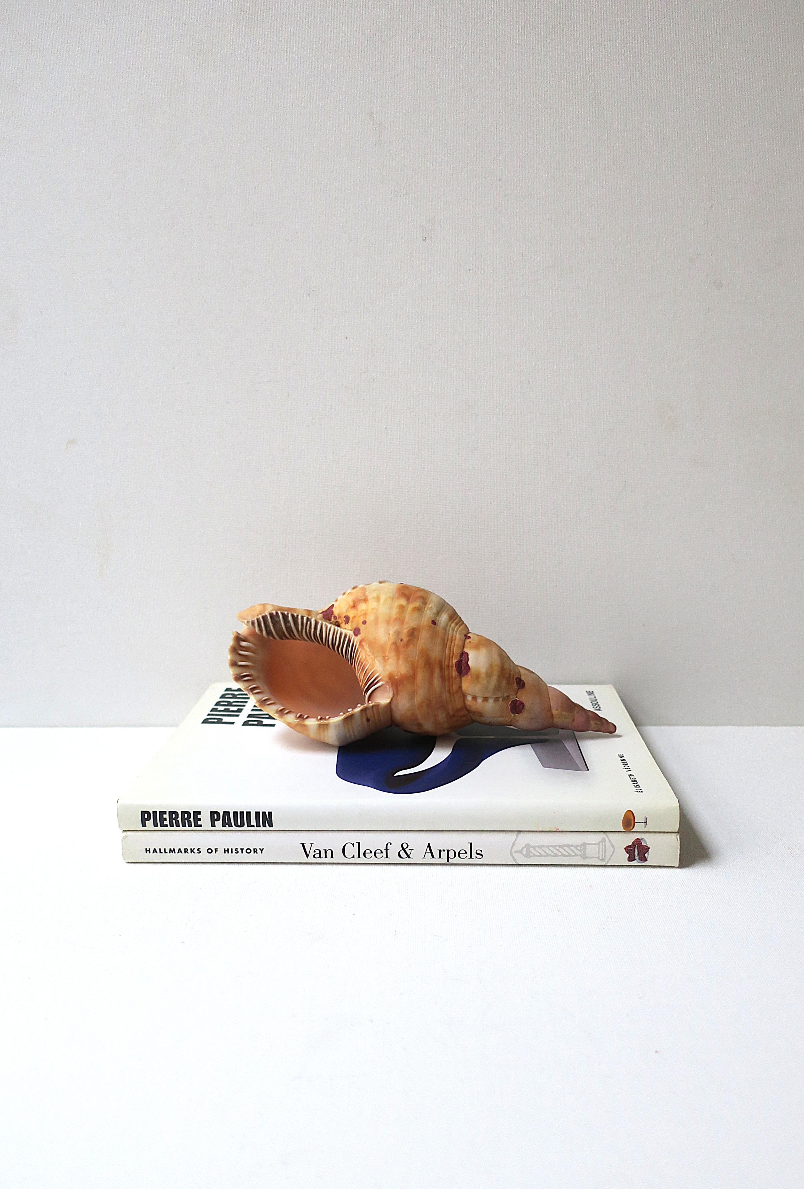 Seashell For Sale 3
