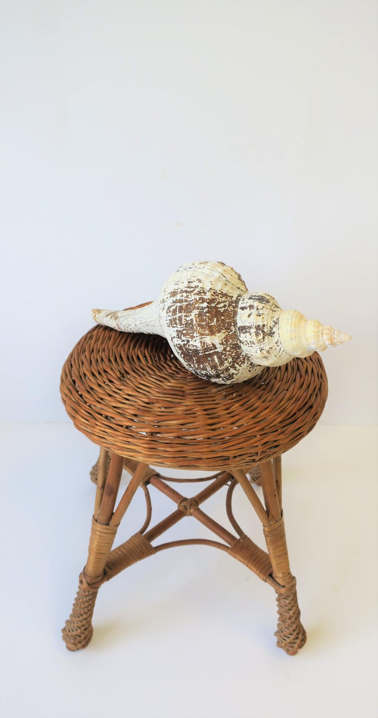 Seashell For Sale at 1stdibs