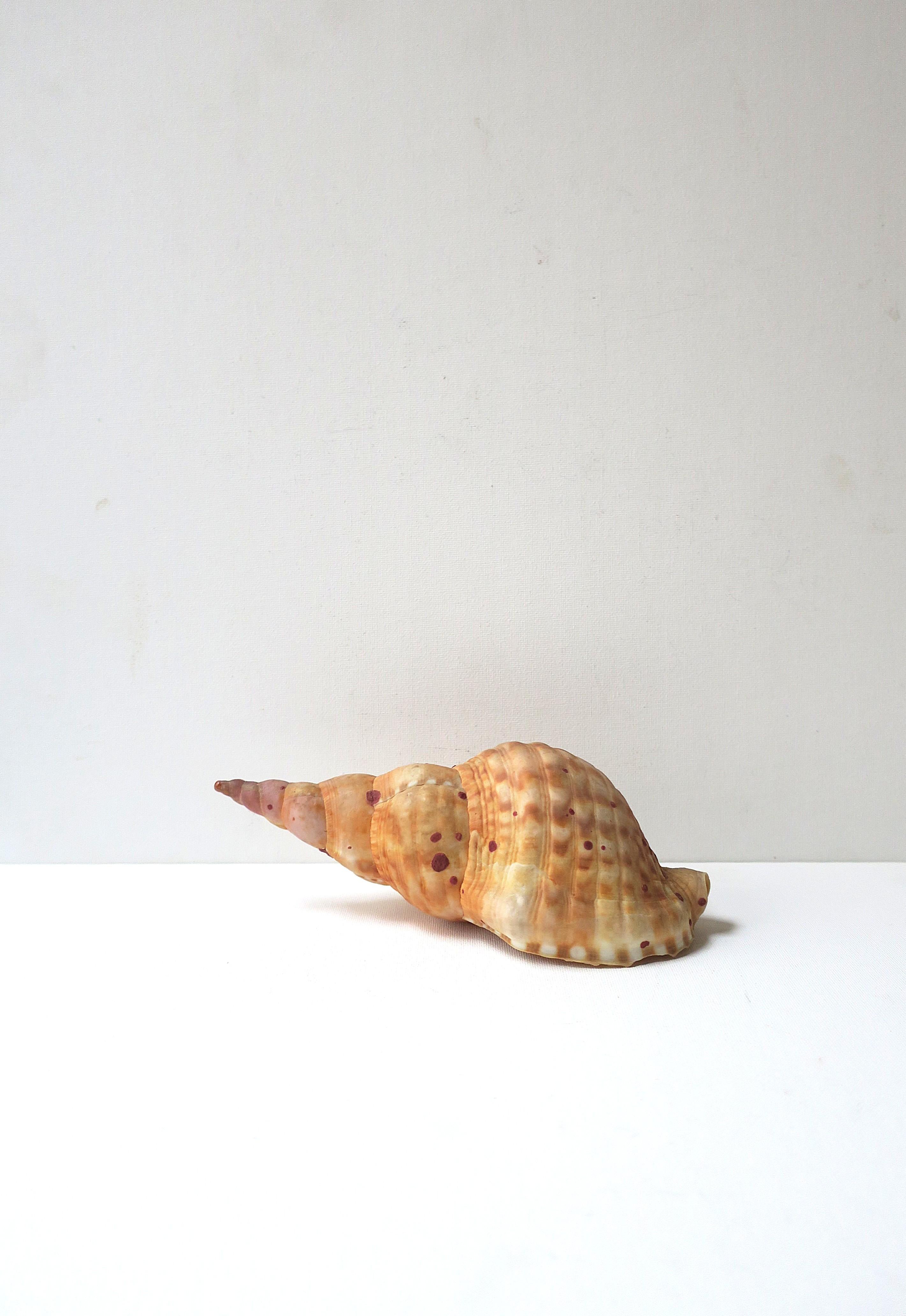 Seashell For Sale 4