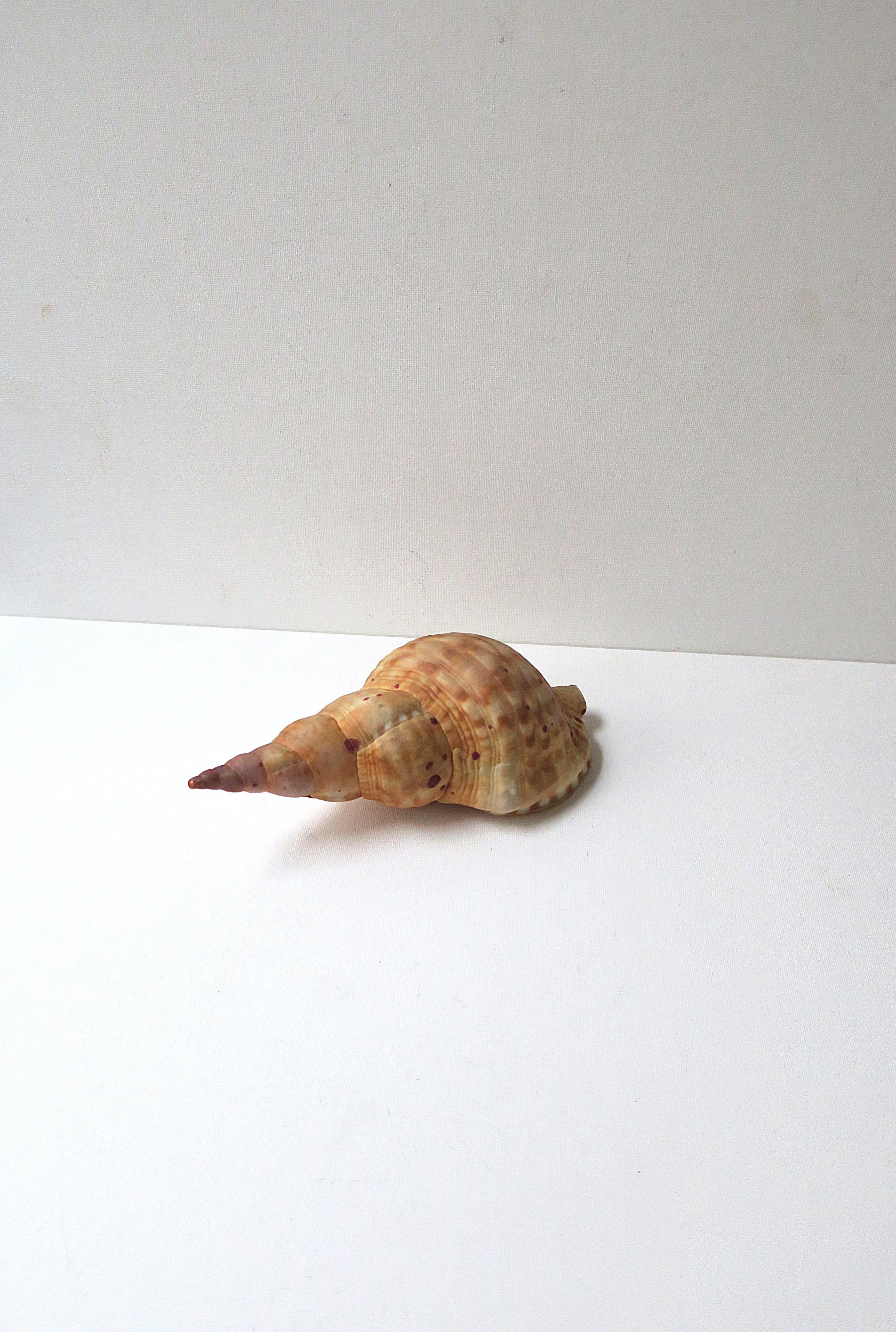 Seashell For Sale 6