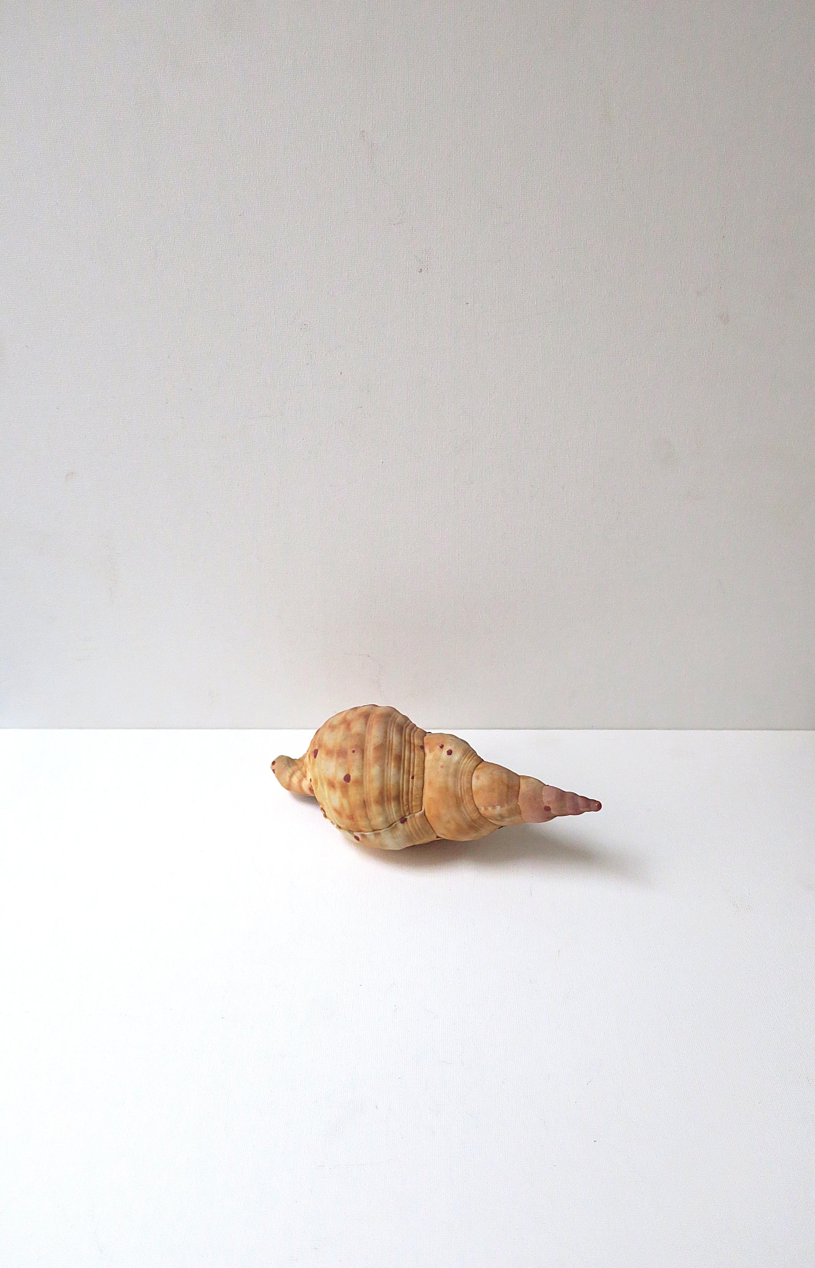 Seashell For Sale 7