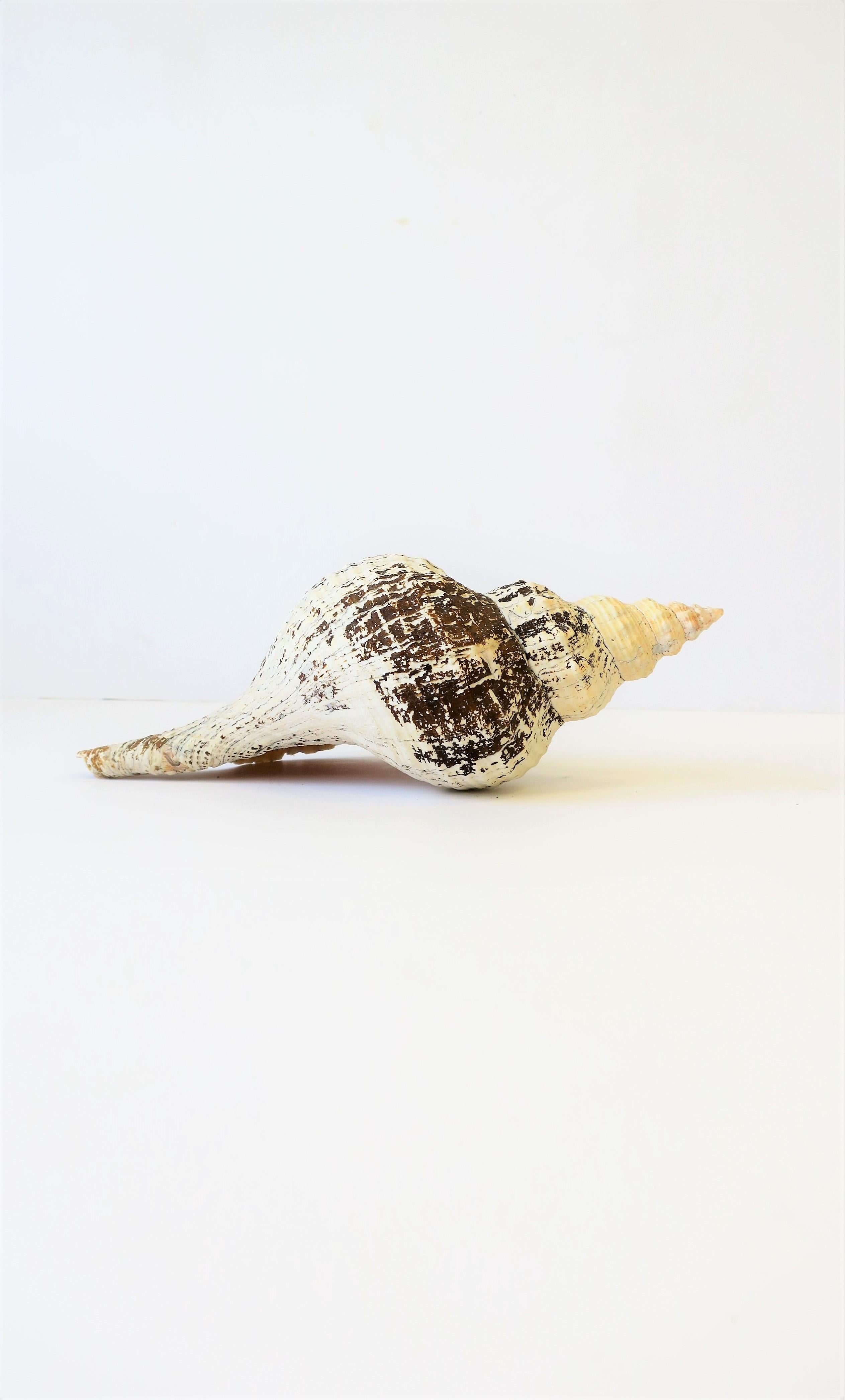A beautiful, relatively large, seashell with natural hues of white, cream, and brown. Seashell is 13 inches long. 

Shell measures: 4.5