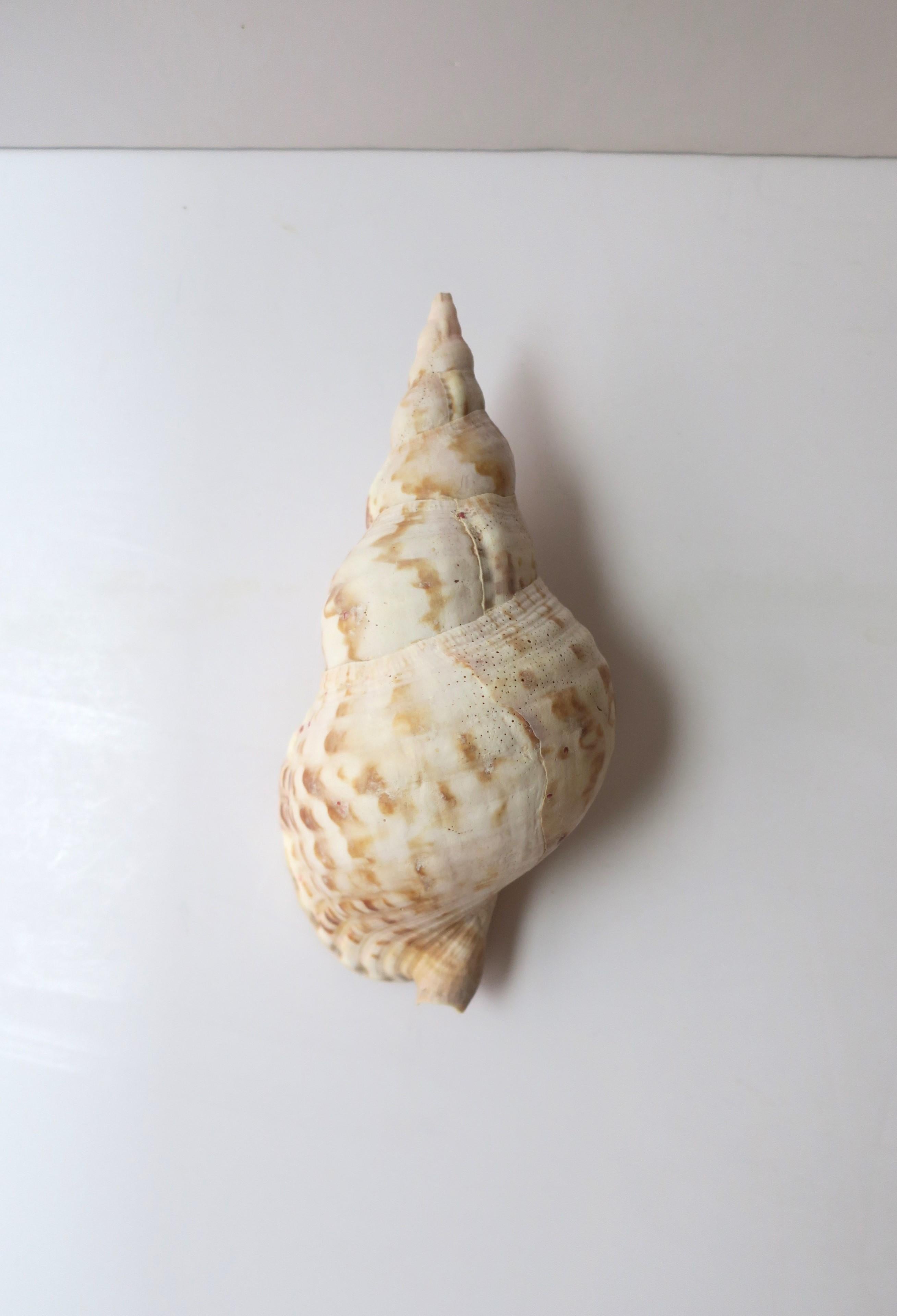 A beautiful natural seashell from the sea, circa ealry-20th century or earlier. Shell appears to be what's call a 'great rapa chank', which can be found off the cost of Sri Lanka. A beautiful natural decorative object as demonstrated. Neutral hues.