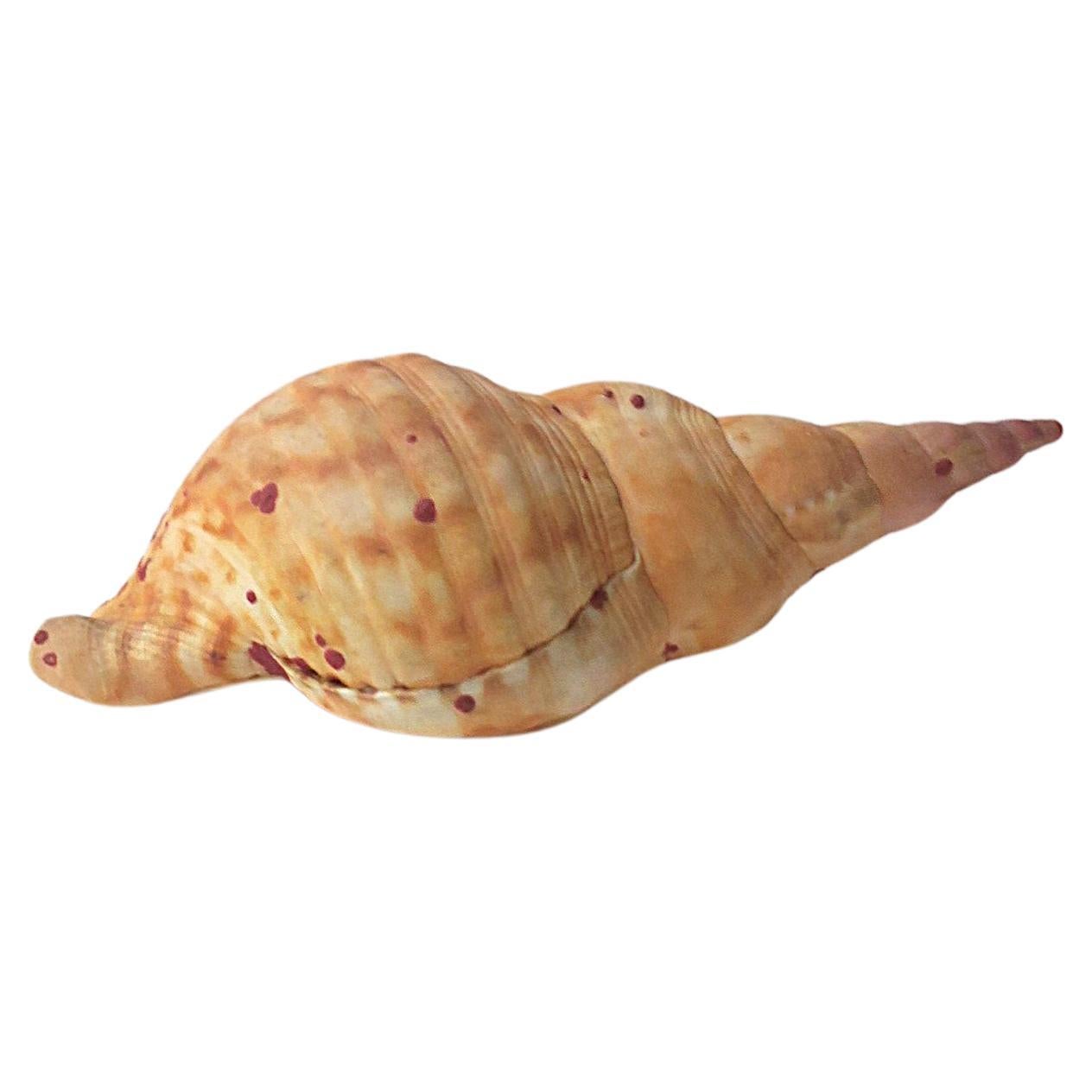 A beautiful natural seashell from the sea, circa ealry-20th century or earlier. Shell appears to be what is called a 'great rapa chank', with origin off the cost of Sri Lanka. A beautiful natural decorative object as demonstrated. Brown and tan