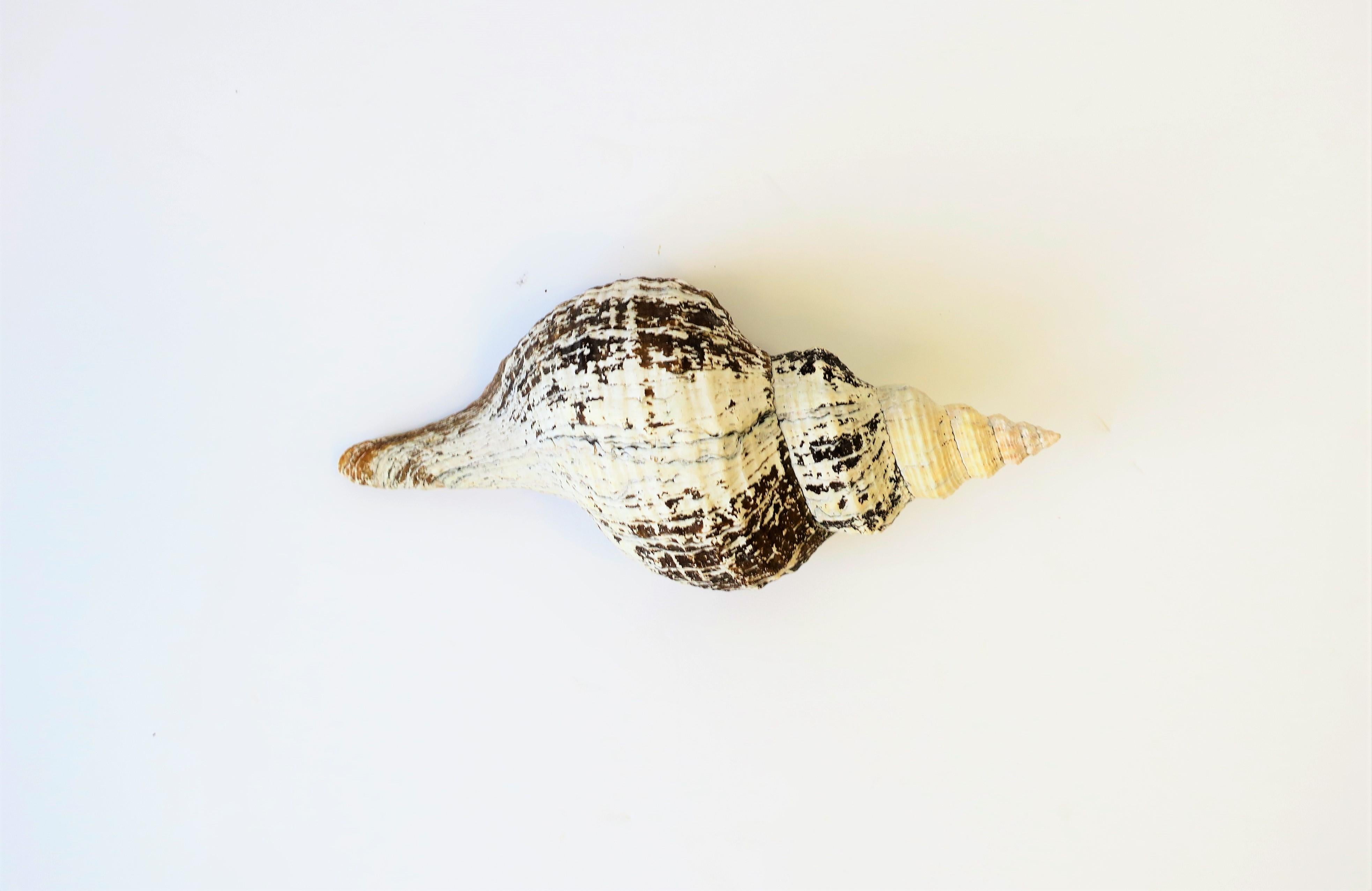 Organic Modern Large White Sea Shell