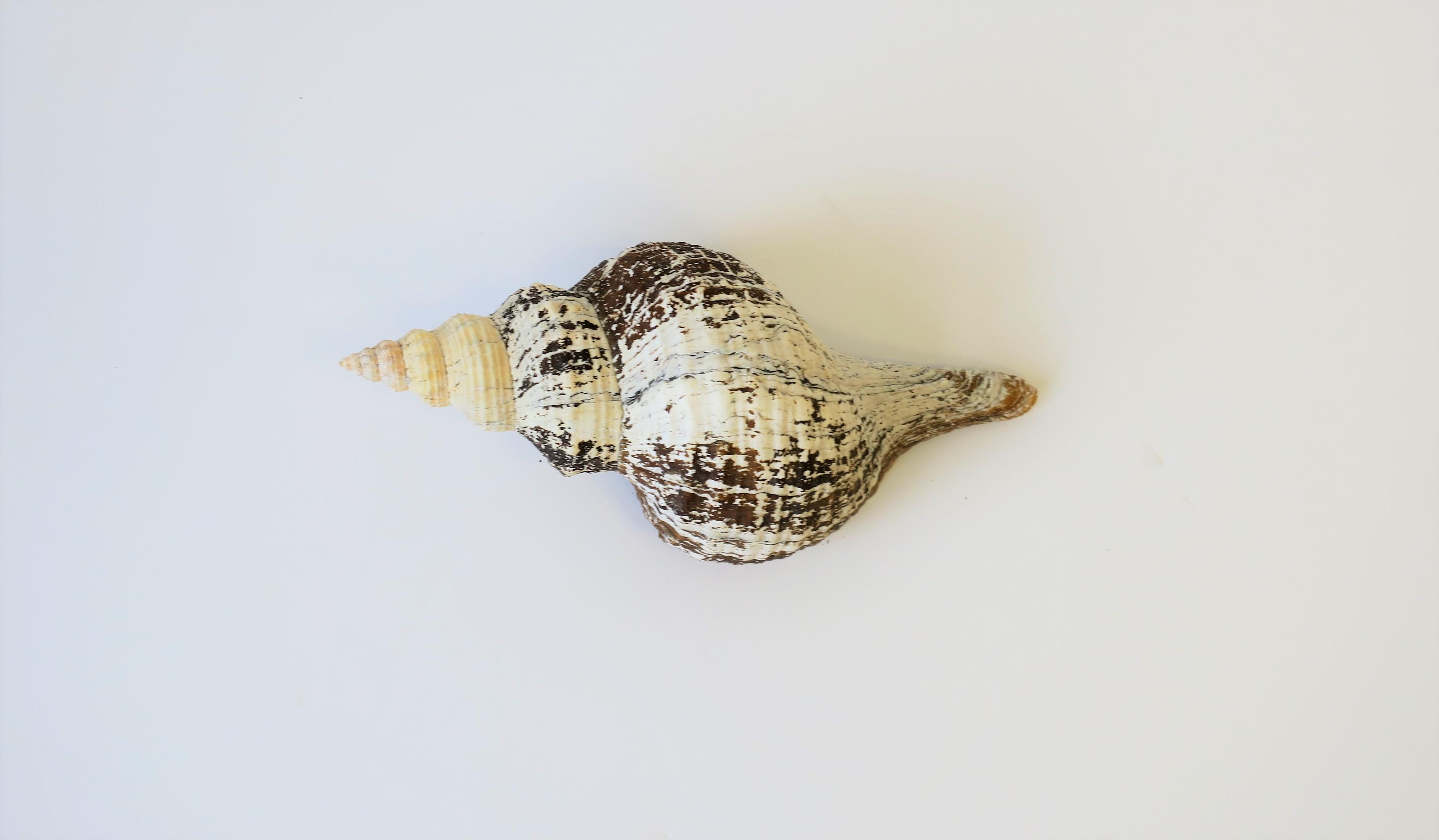 Large White Sea Shell In Good Condition In New York, NY