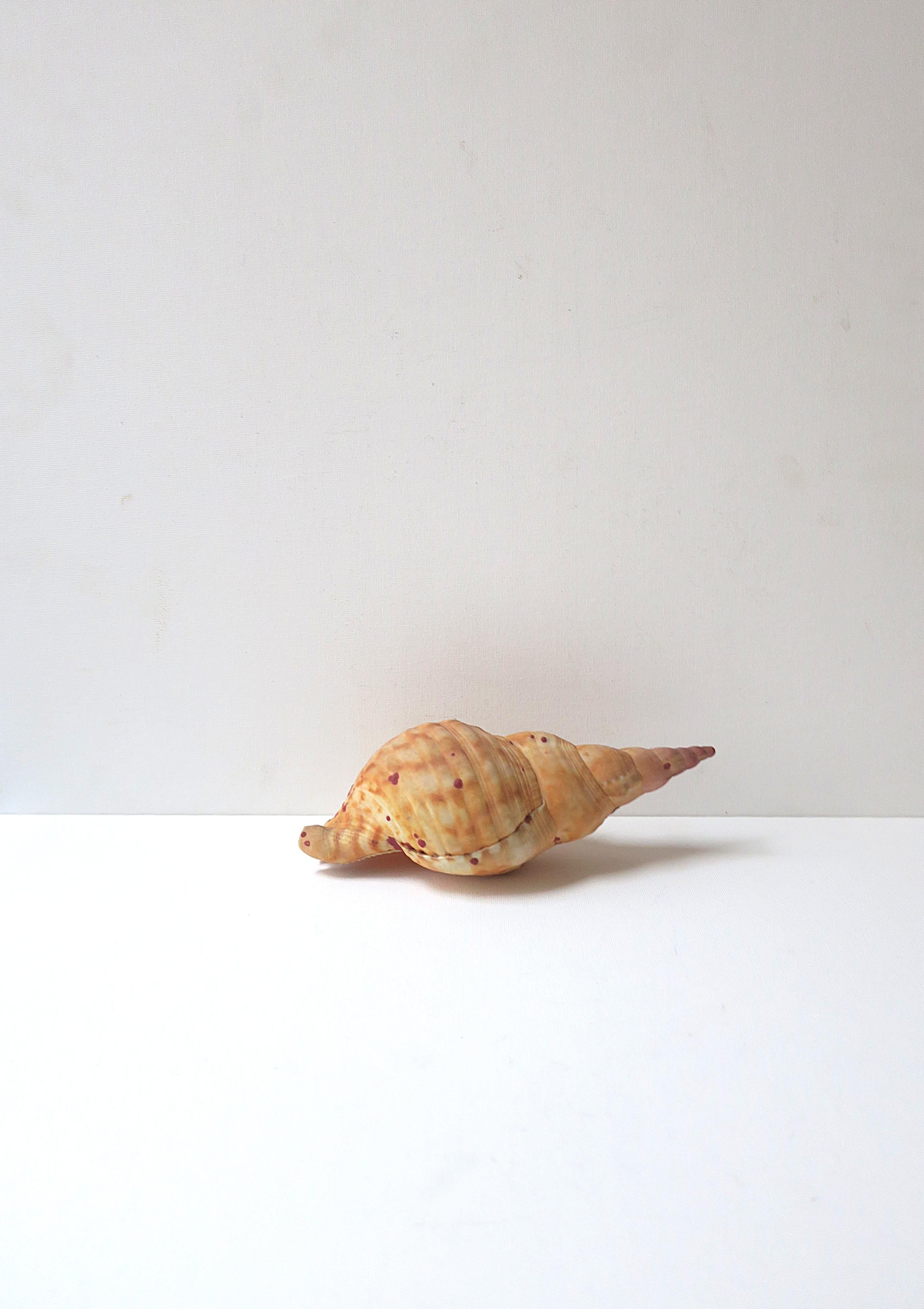 Unknown Seashell For Sale