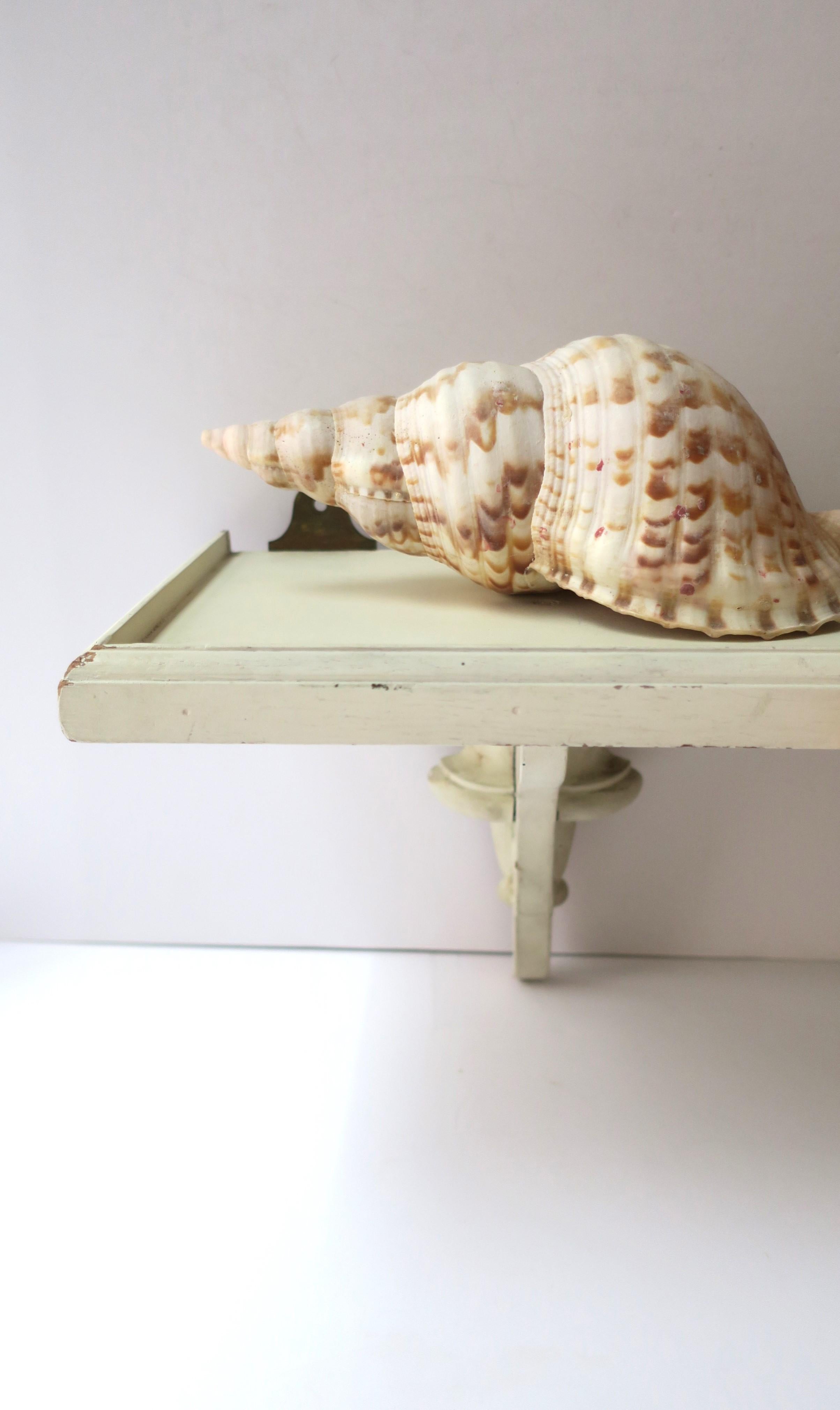 Seashell  In Good Condition For Sale In New York, NY