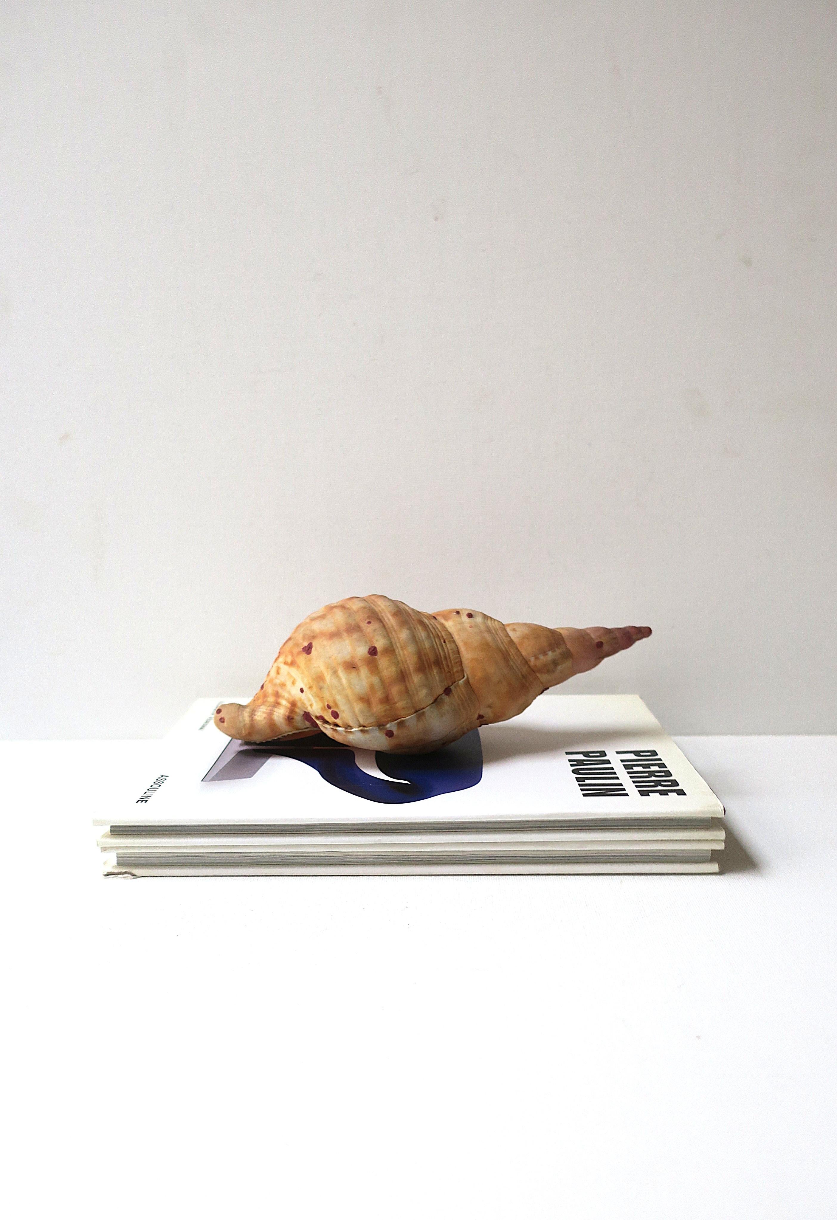 Seashell In Good Condition For Sale In New York, NY