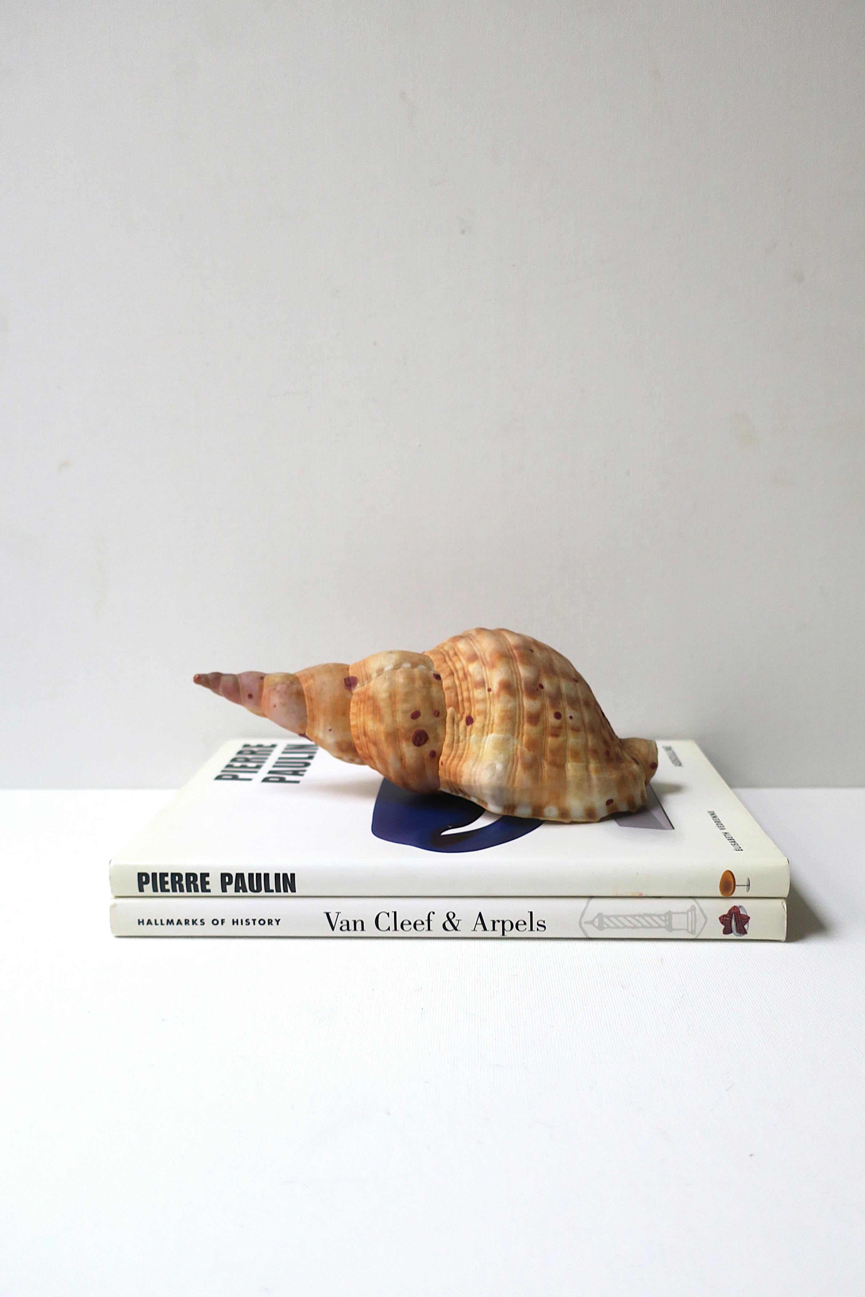 20th Century Seashell For Sale