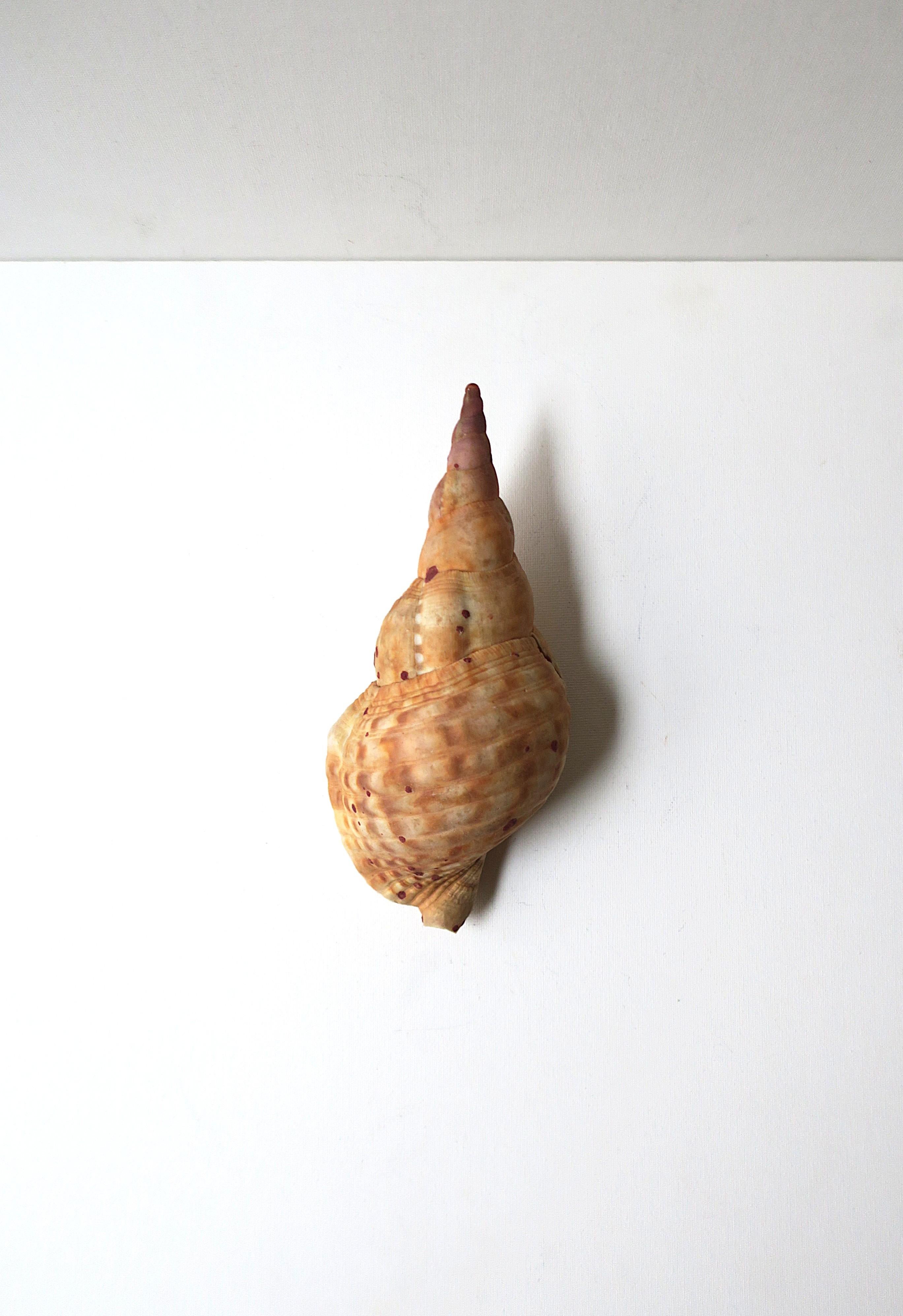 Shell Seashell For Sale