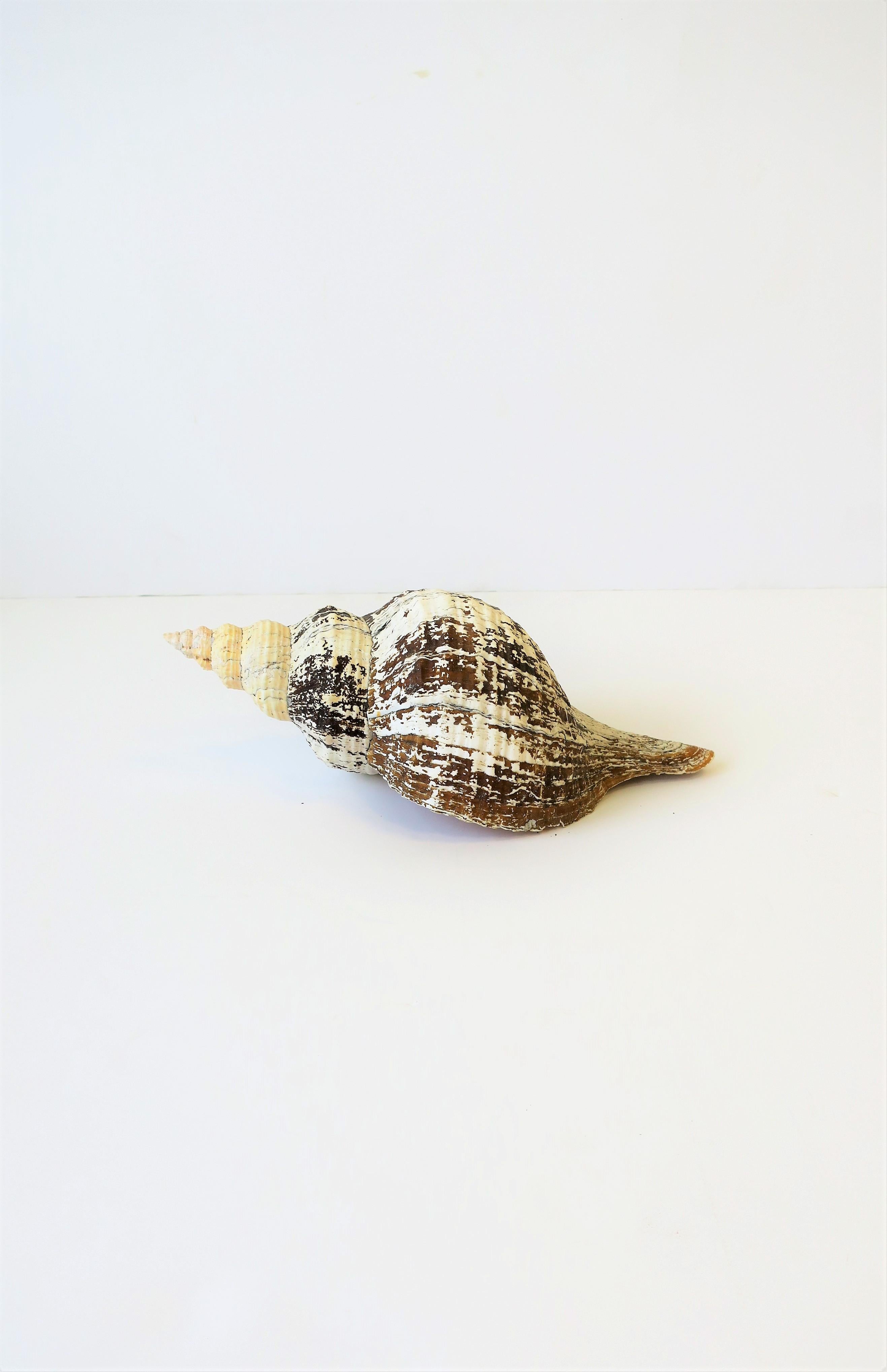 Large White Sea Shell 3