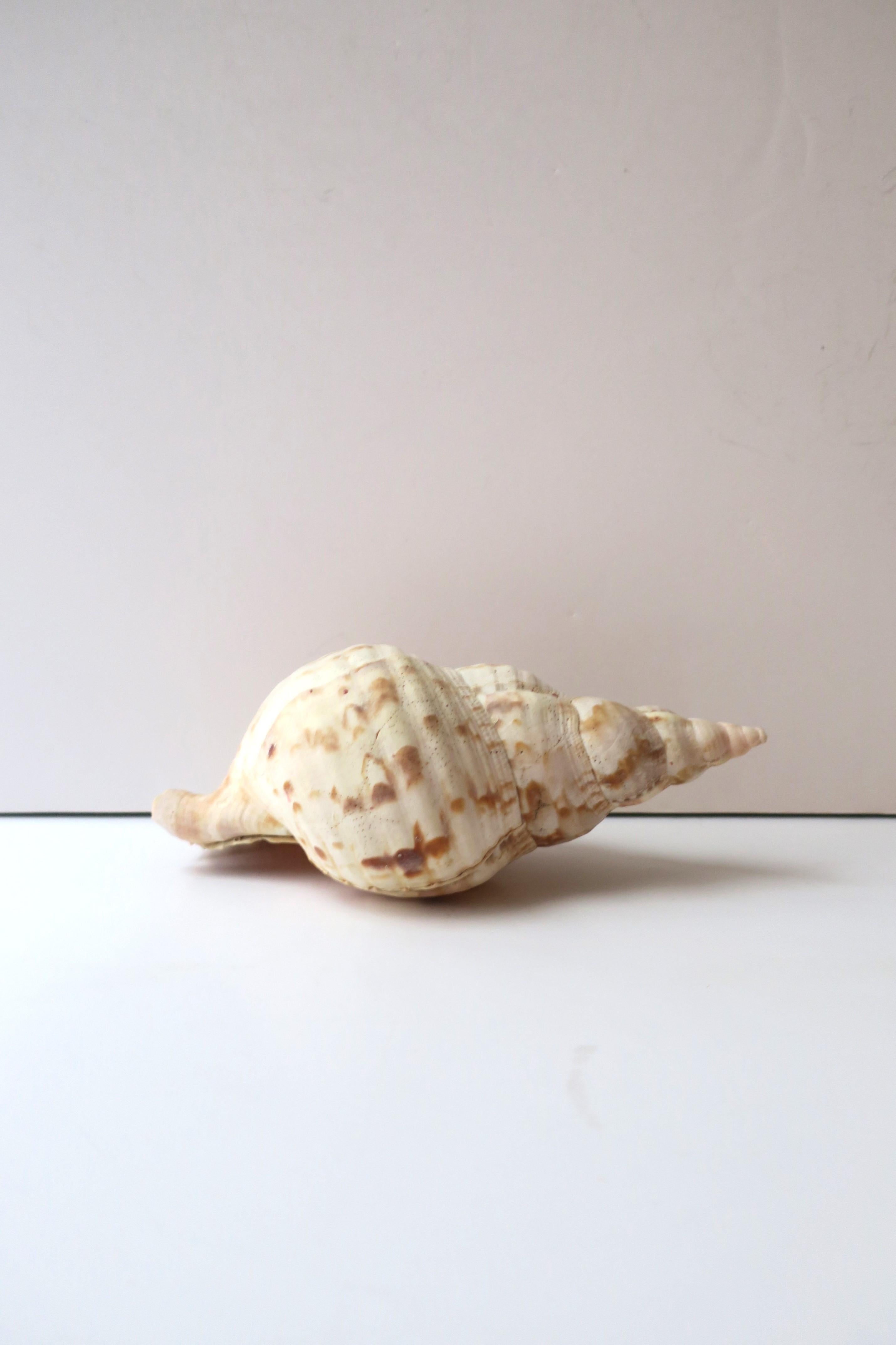 Seashell  For Sale 1