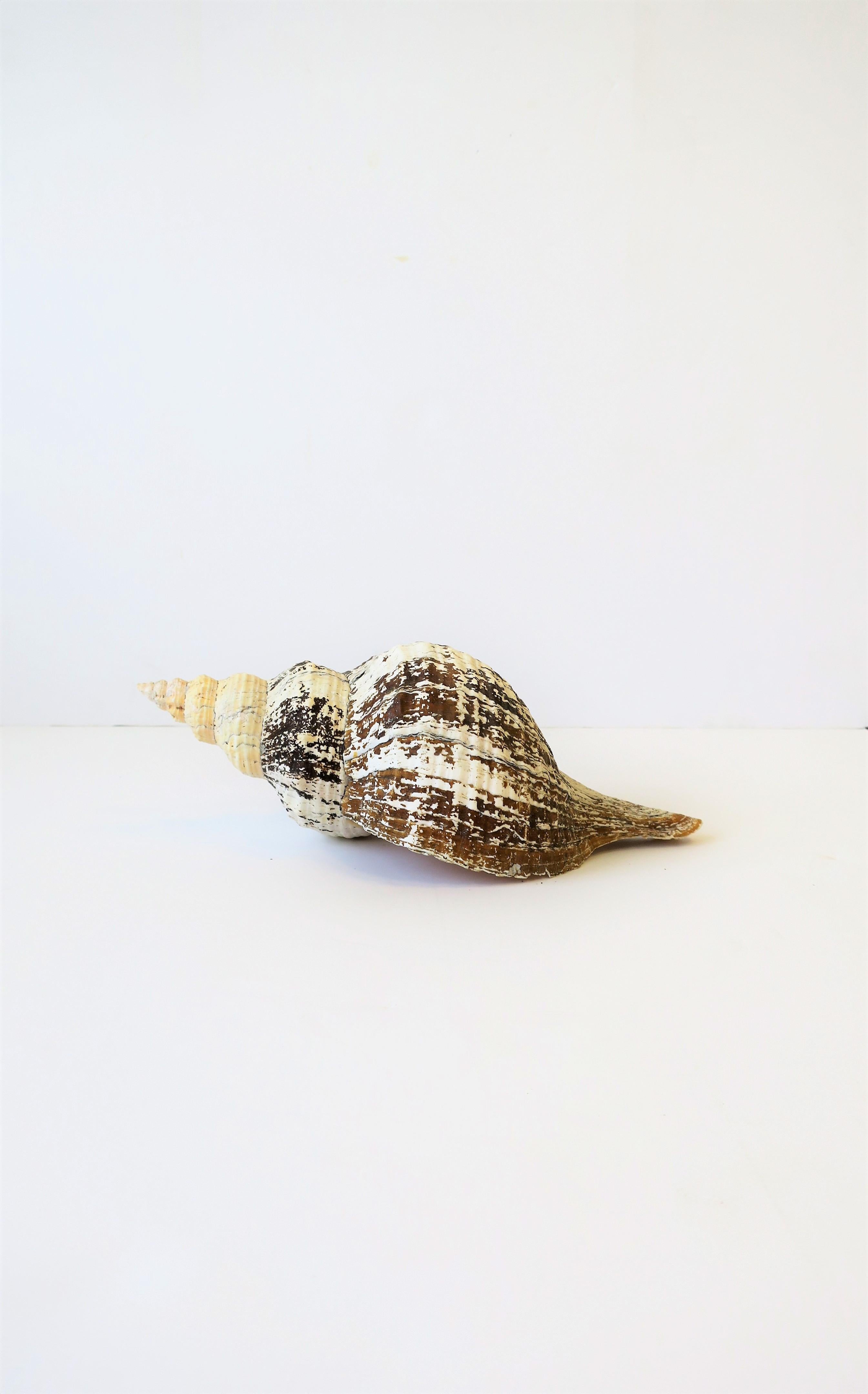 Large White Sea Shell 4