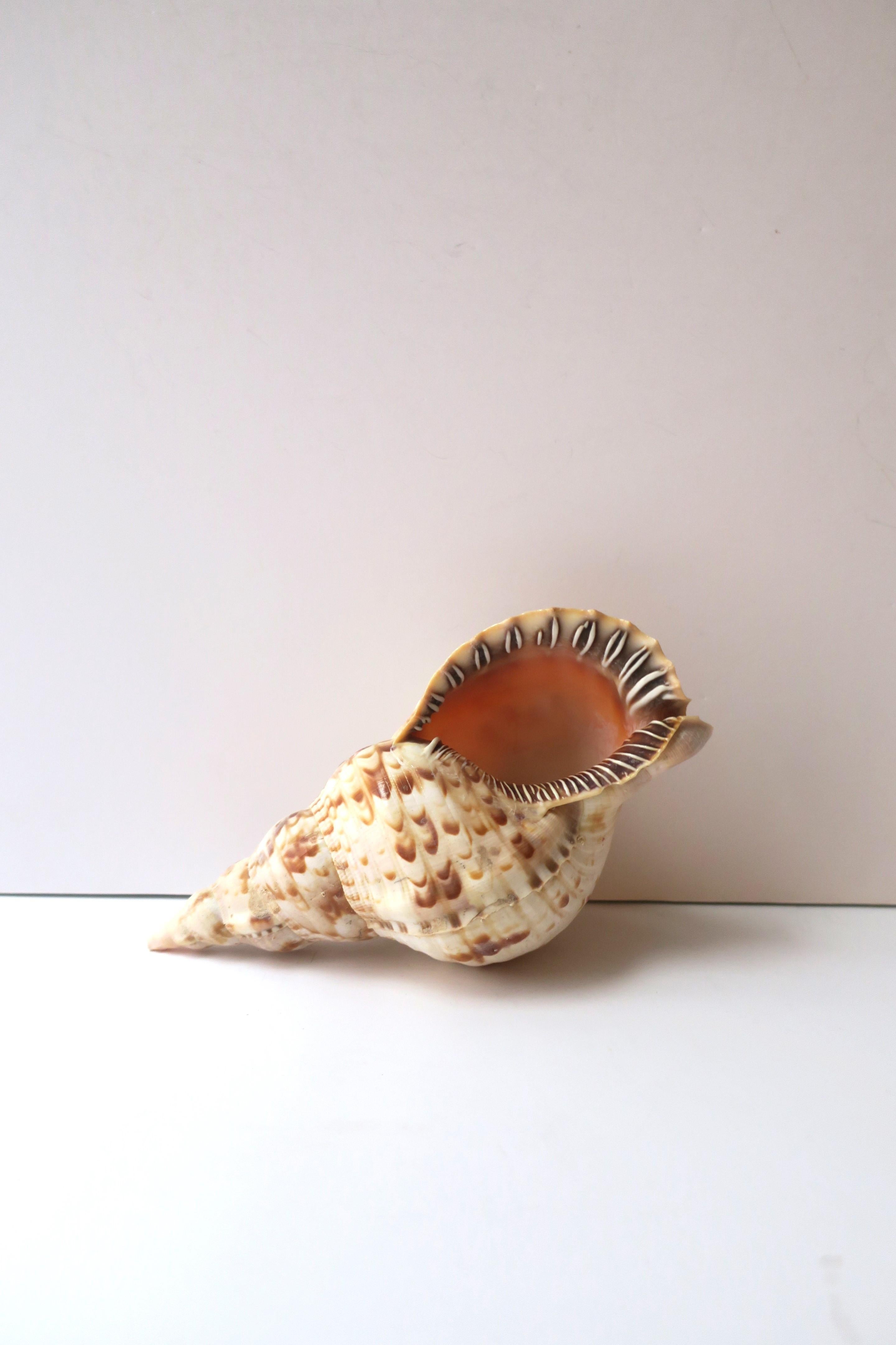 Seashell  For Sale 2