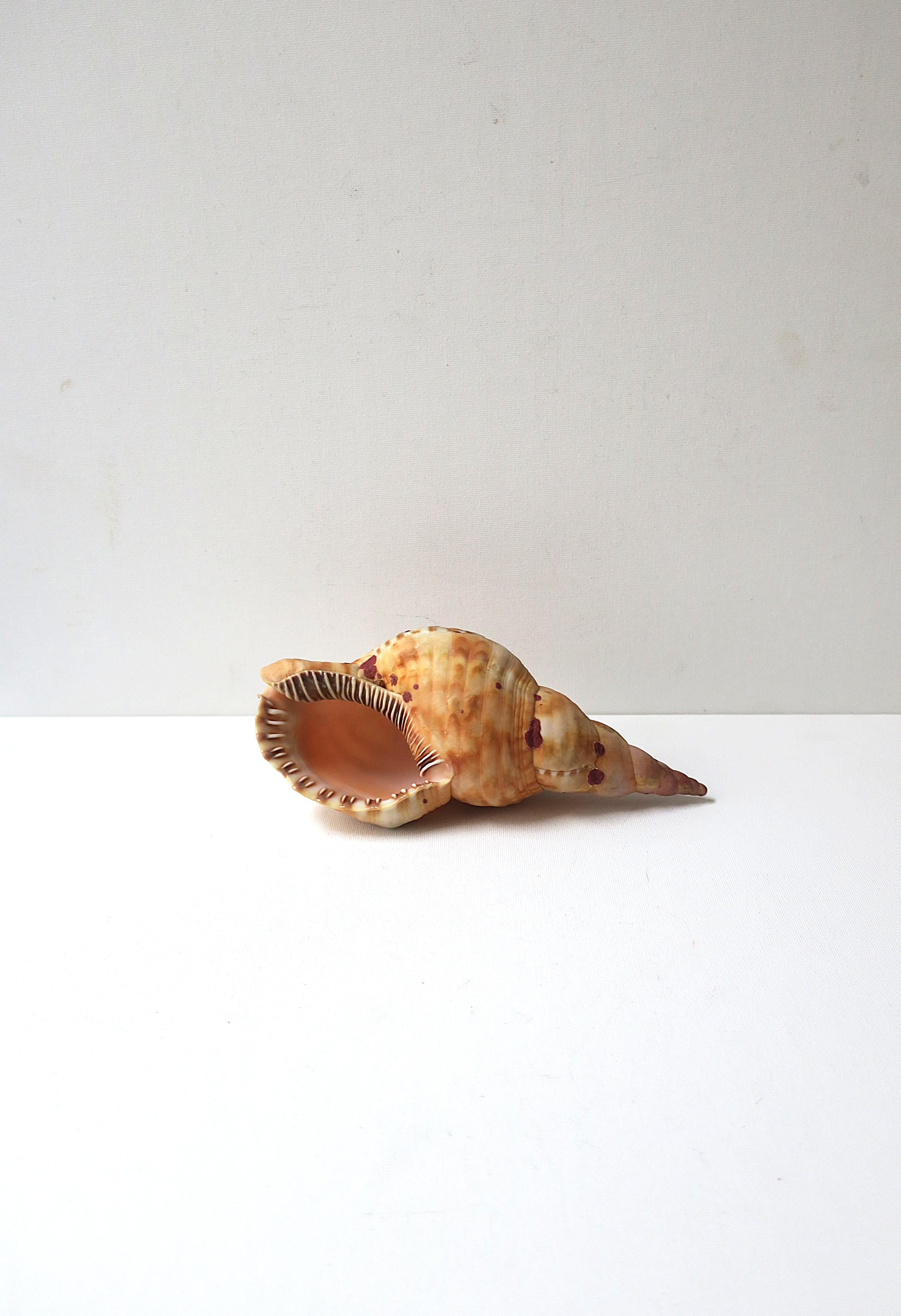Seashell For Sale 2