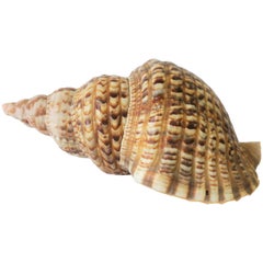 Seashell