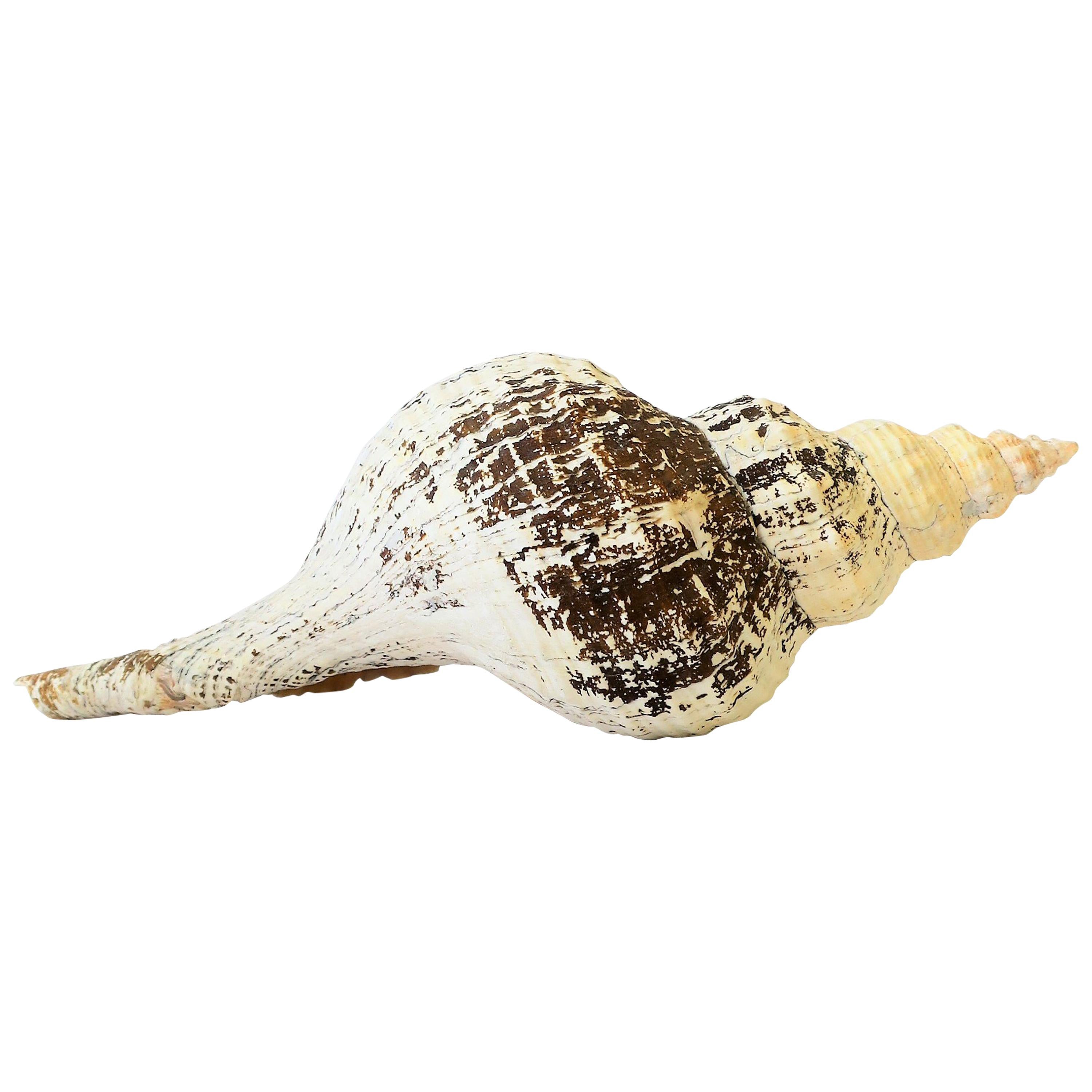 Large White Sea Shell