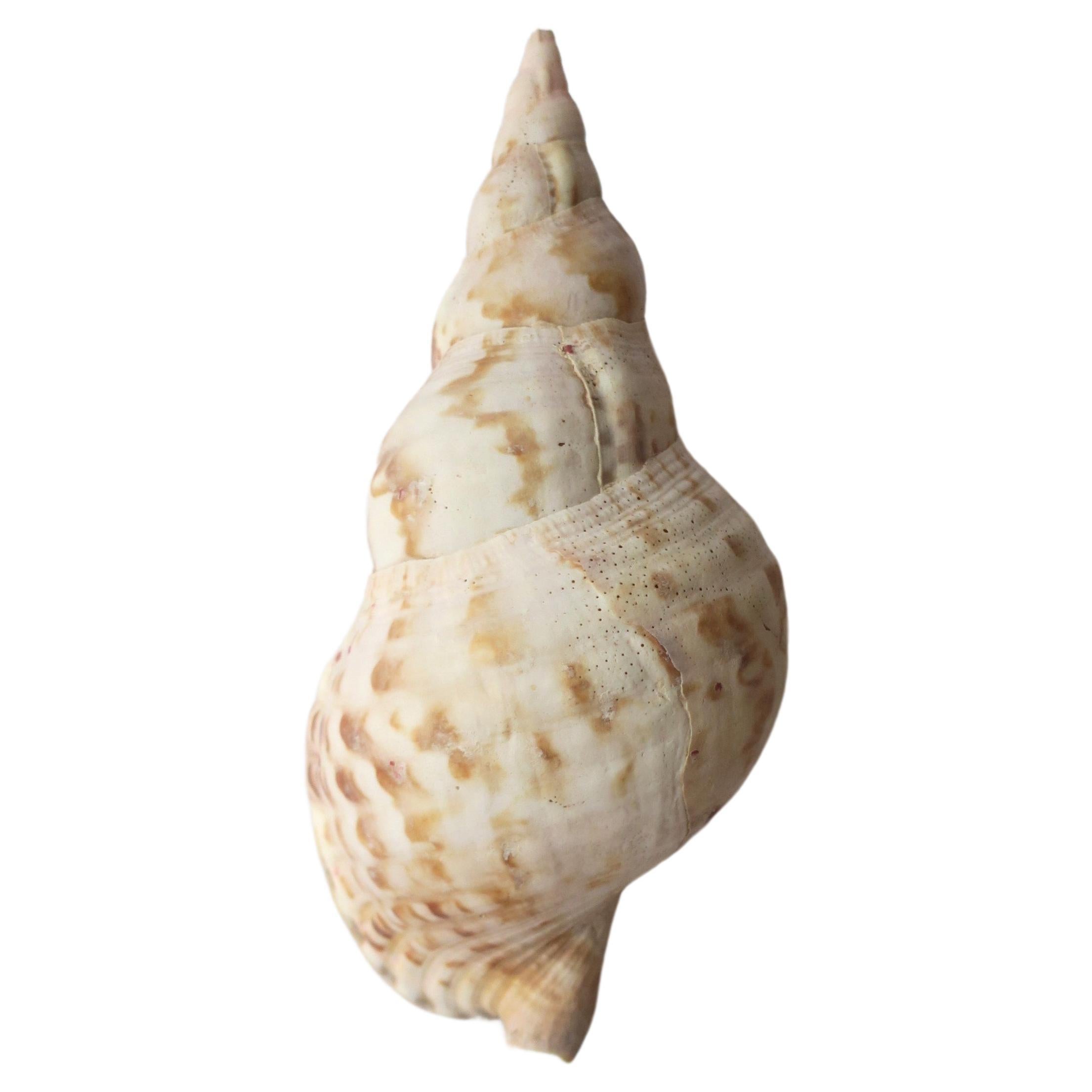 Seashell  For Sale