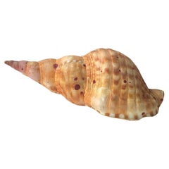 Coquillage