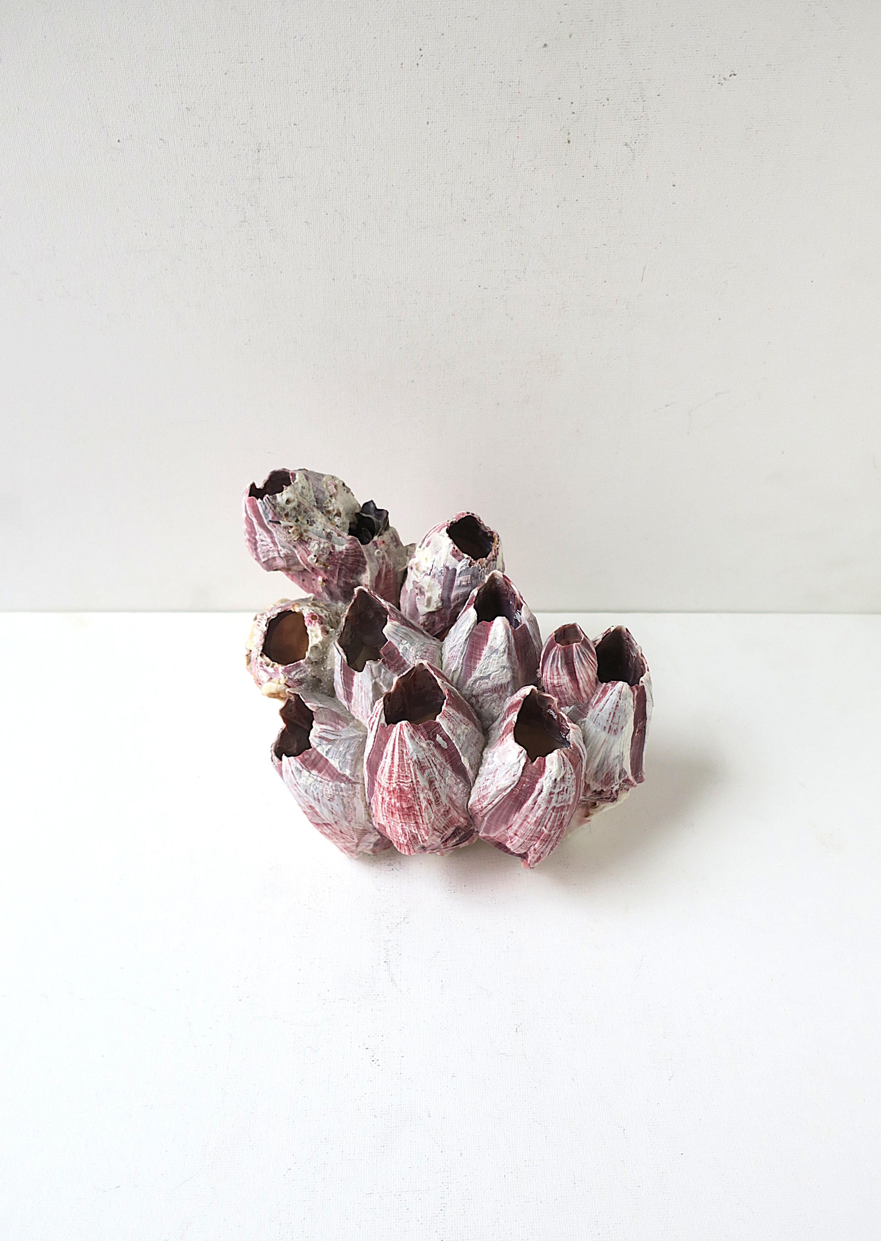Un spécimen naturel de coquillage bernacle blanc, rose foncé et violet améthyste. La pièce peut être utilisée comme objet décoratif autonome, avec d'autres coquillages, comme pièce d'exposition, etc. Le coquillage bernacle est une pièce