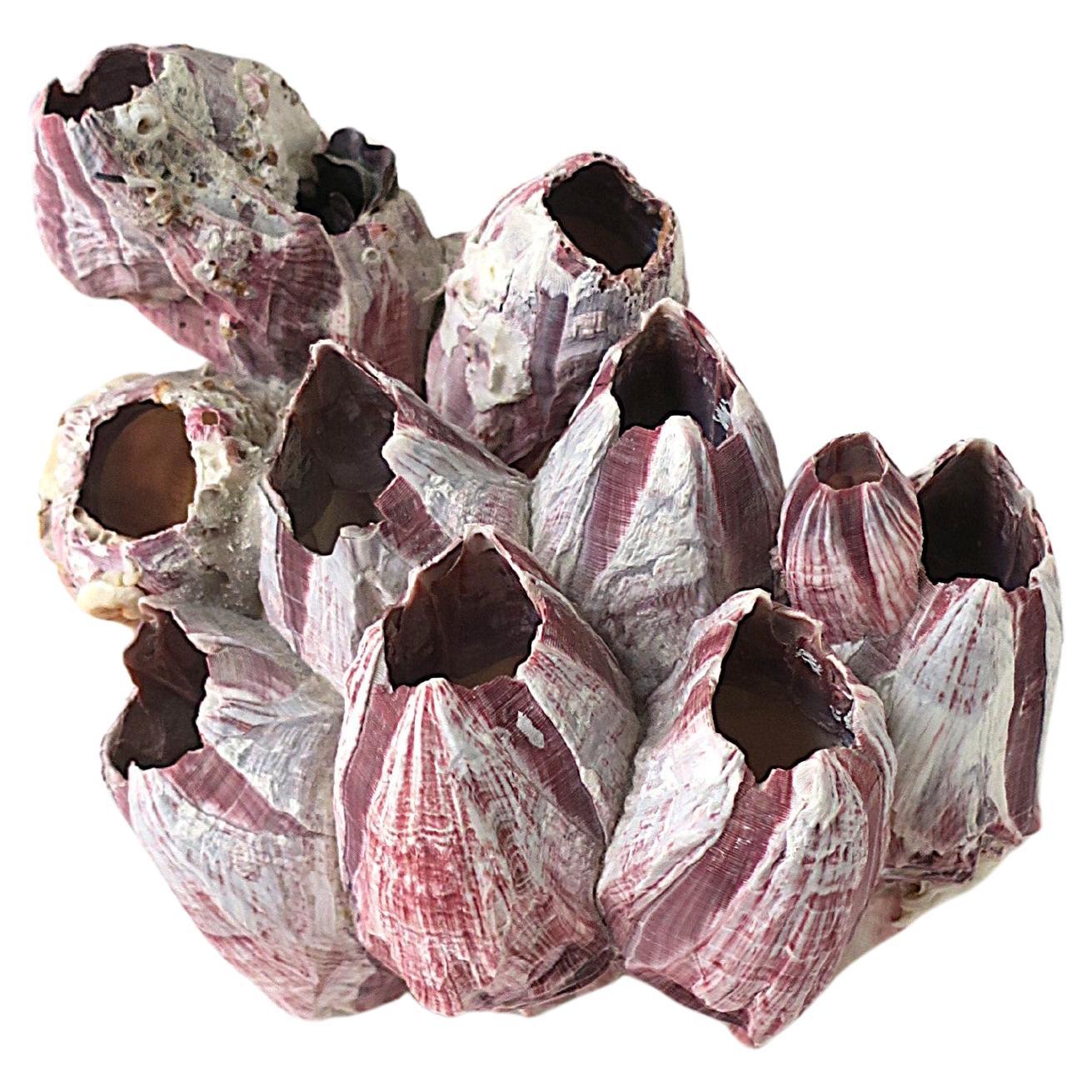 Spécimen naturel de coquillage en vente
