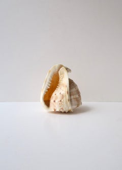 Seashell Natural Tonna Galea, Circa 20th Century