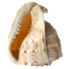 Seashell Natural Tonna Galea, Circa 20th Century