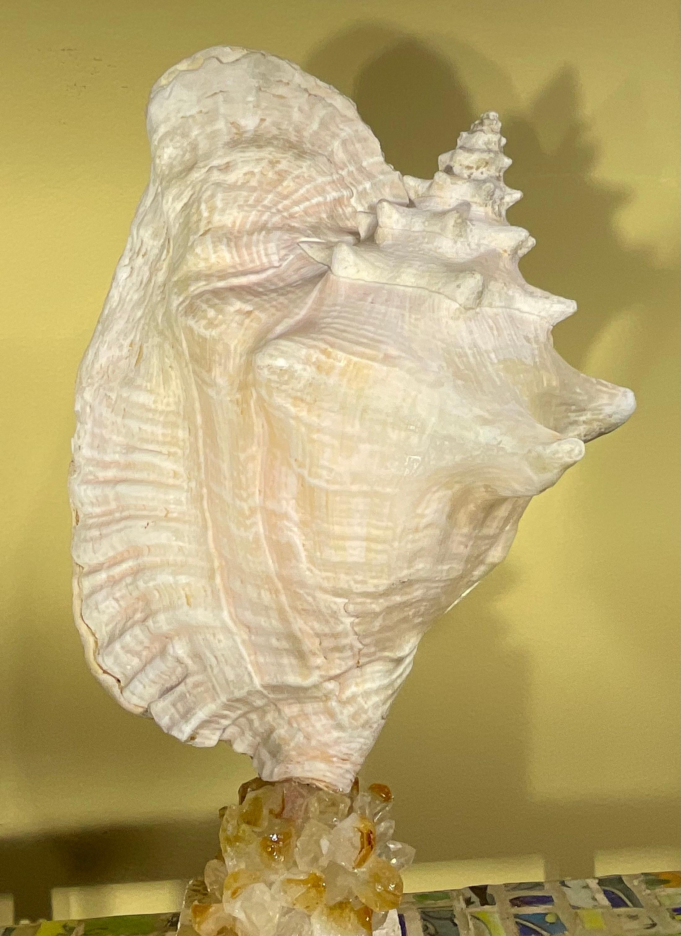 Escultura de concha marina 