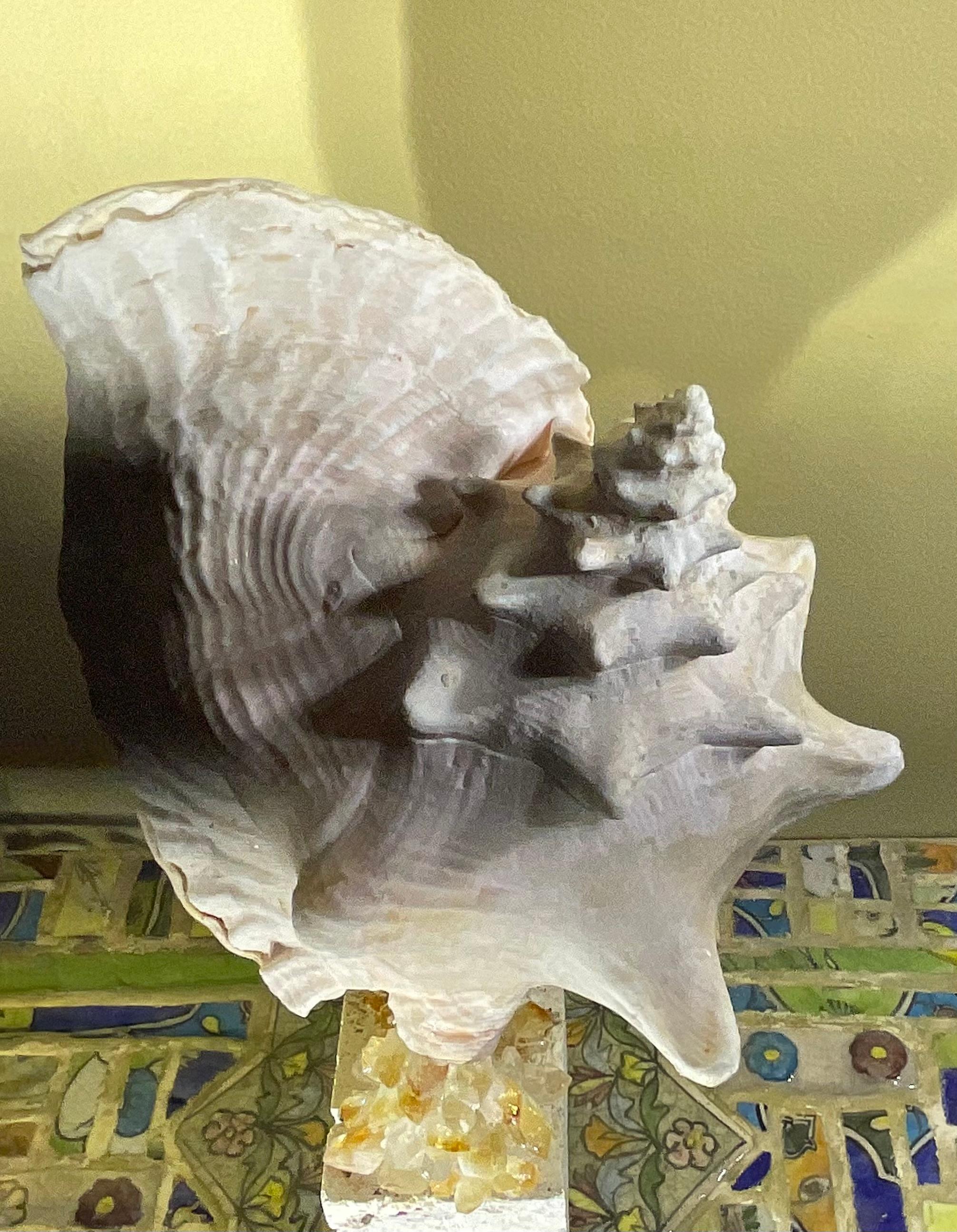 Escultura de concha marina 