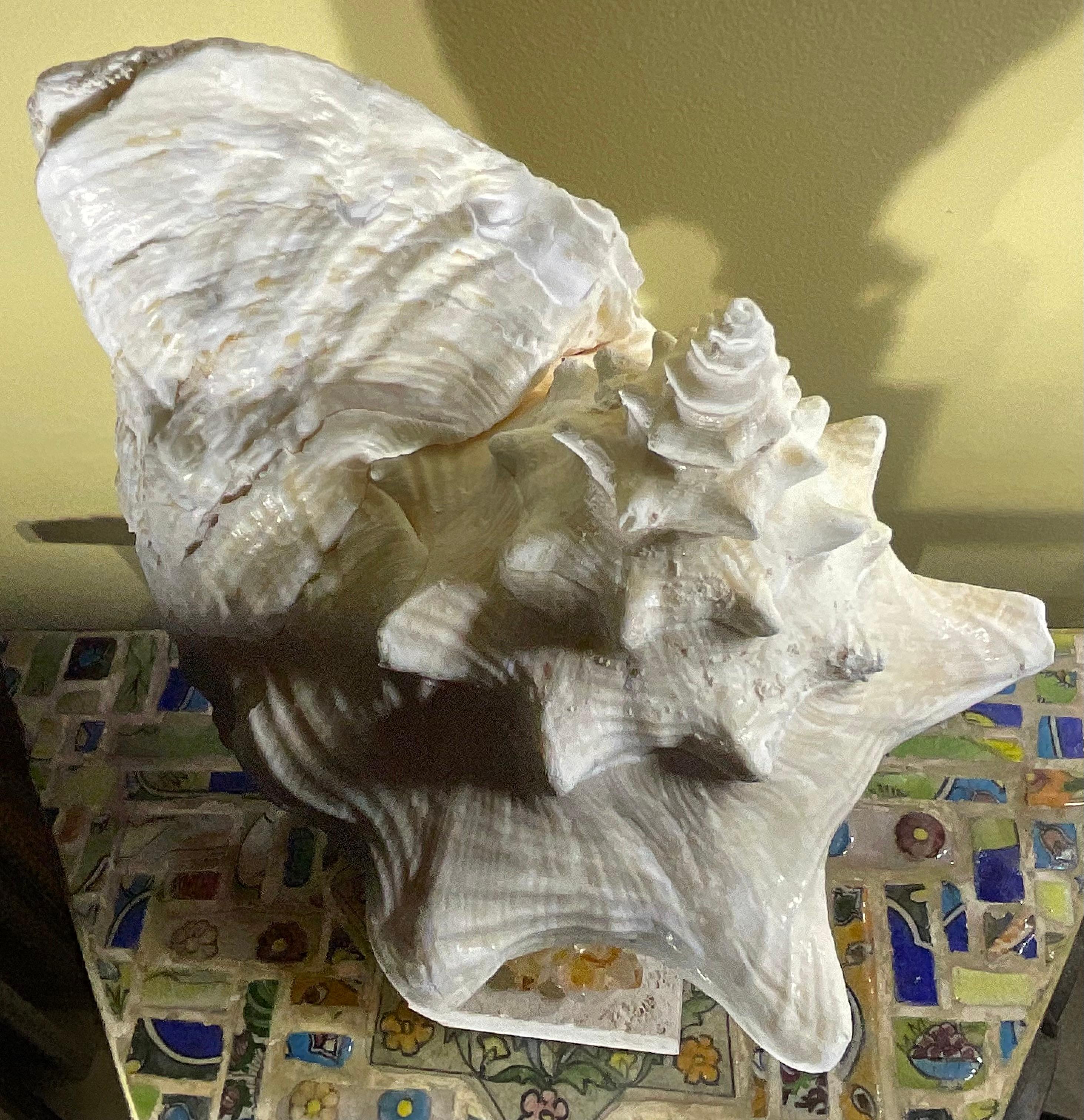 Escultura de concha marina 