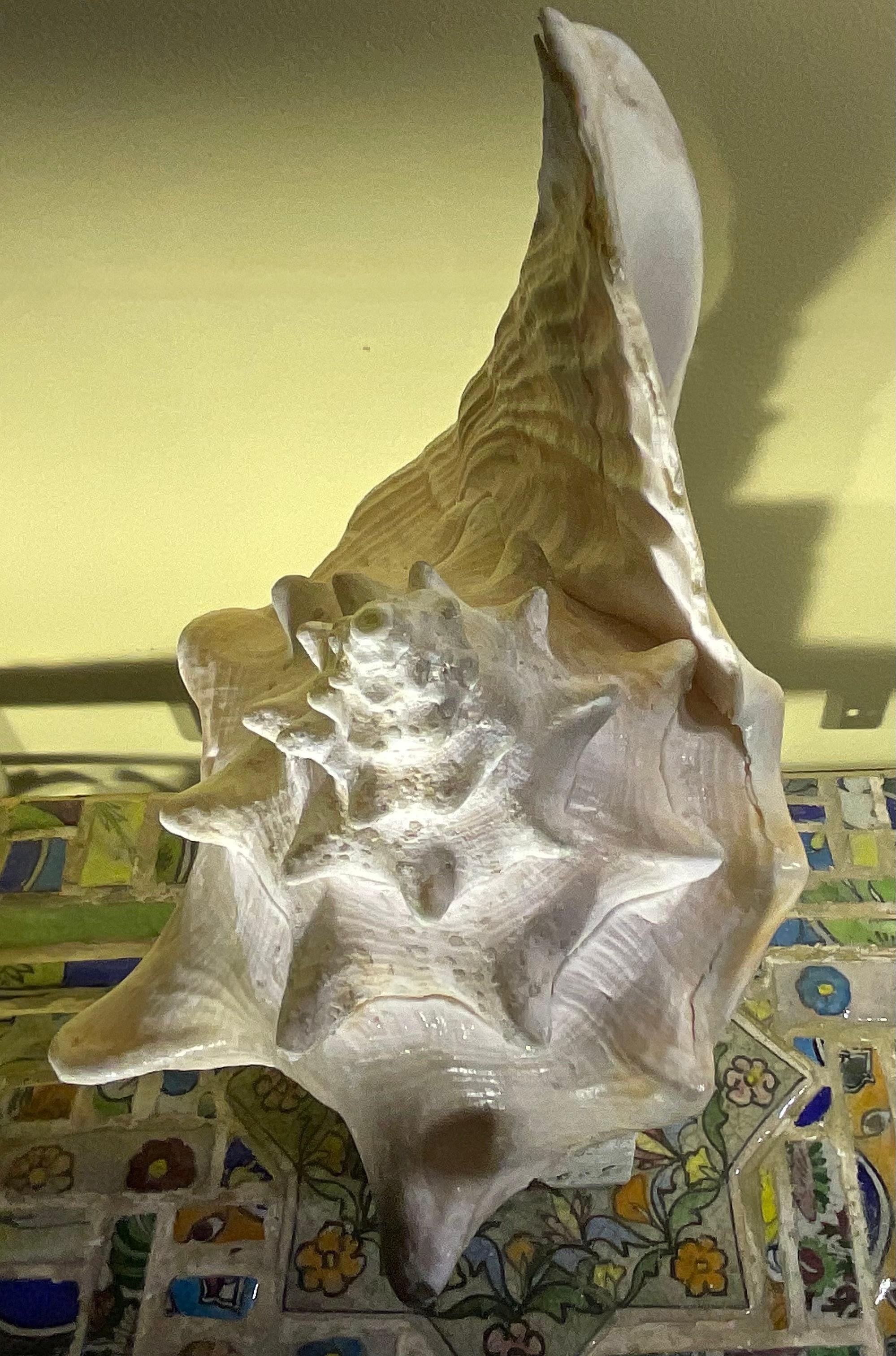 Escultura de concha marina 