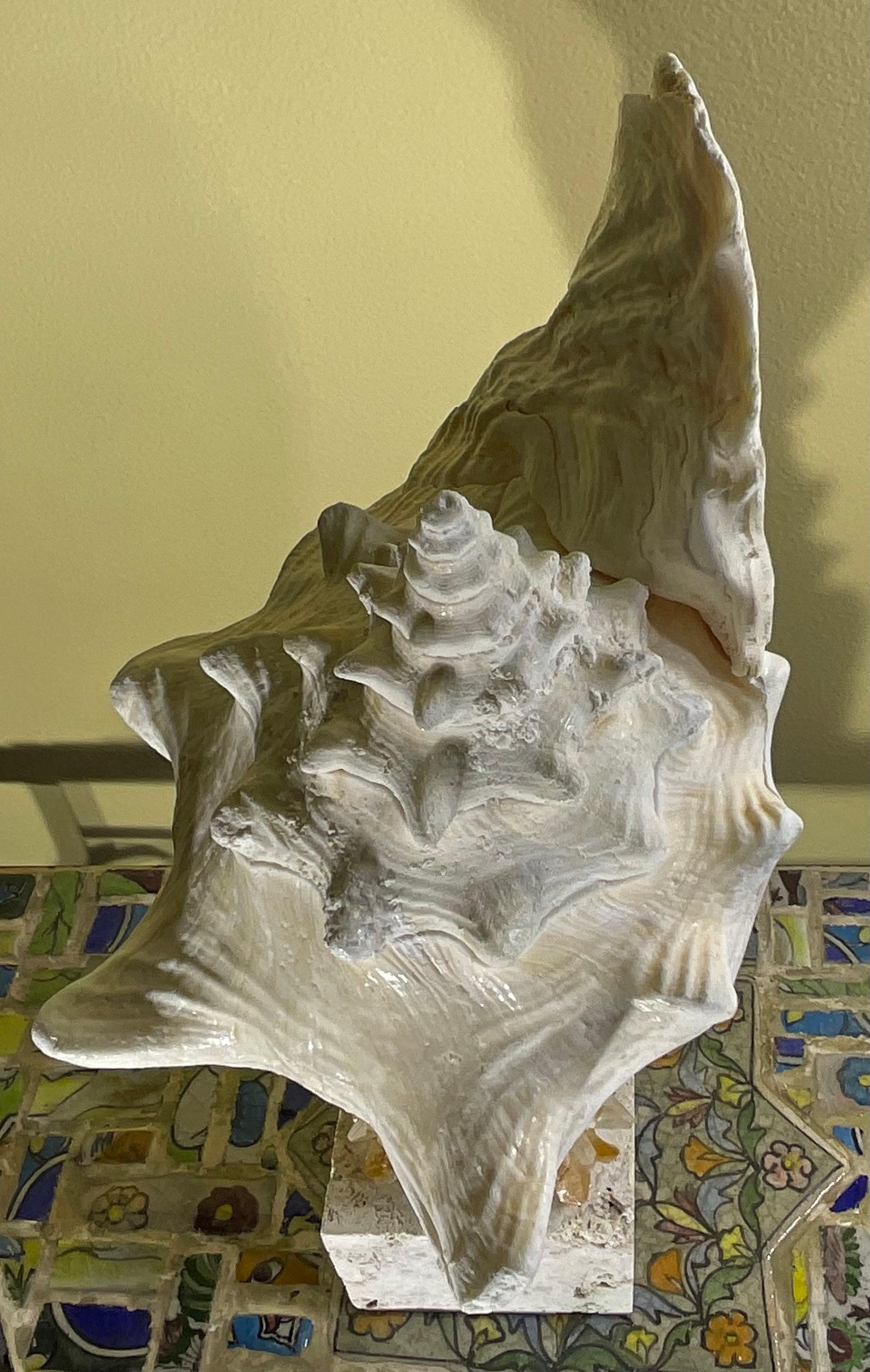 Escultura de concha marina 