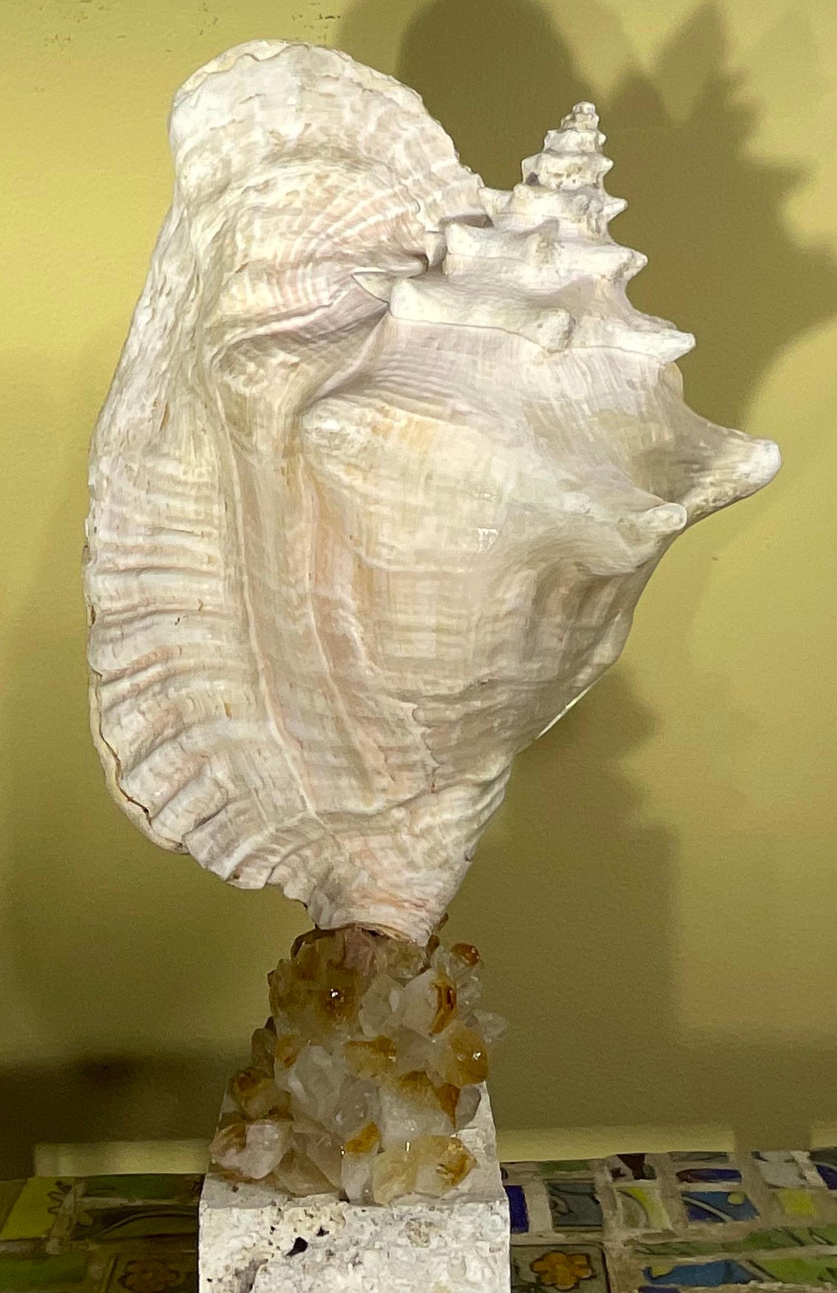Escultura de concha marina 