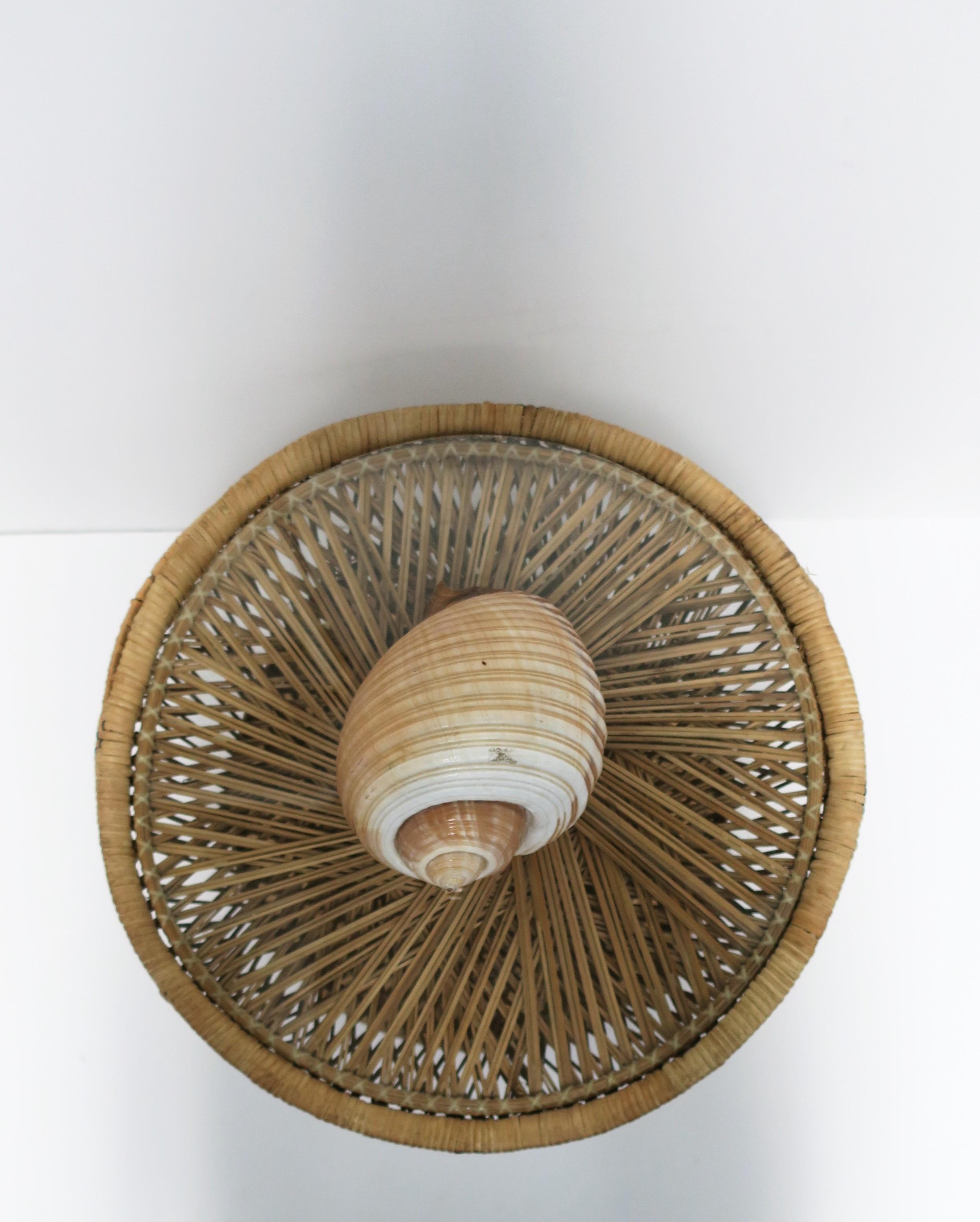 Seashell Sea Shell 7