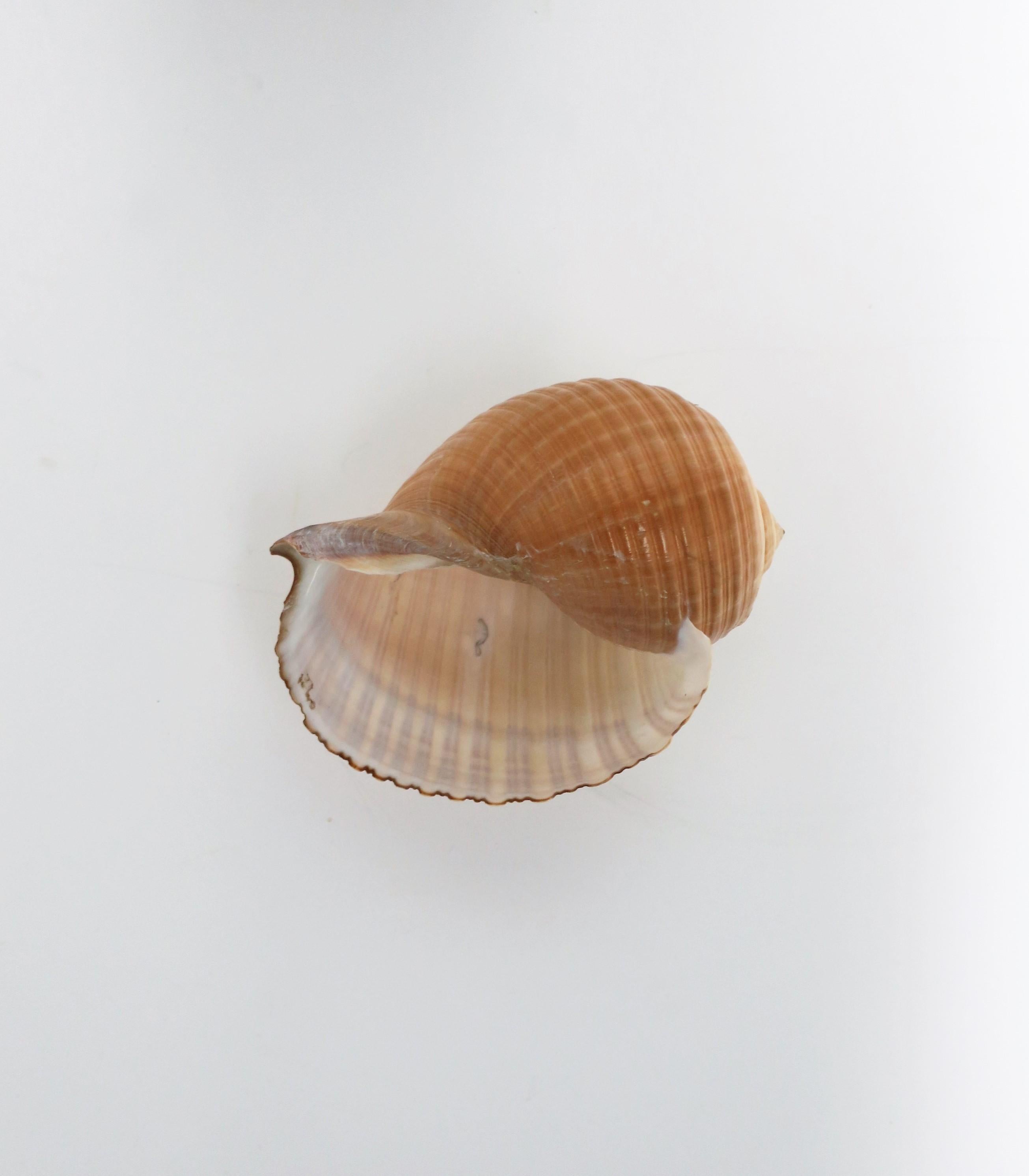 Seashell Sea Shell 8