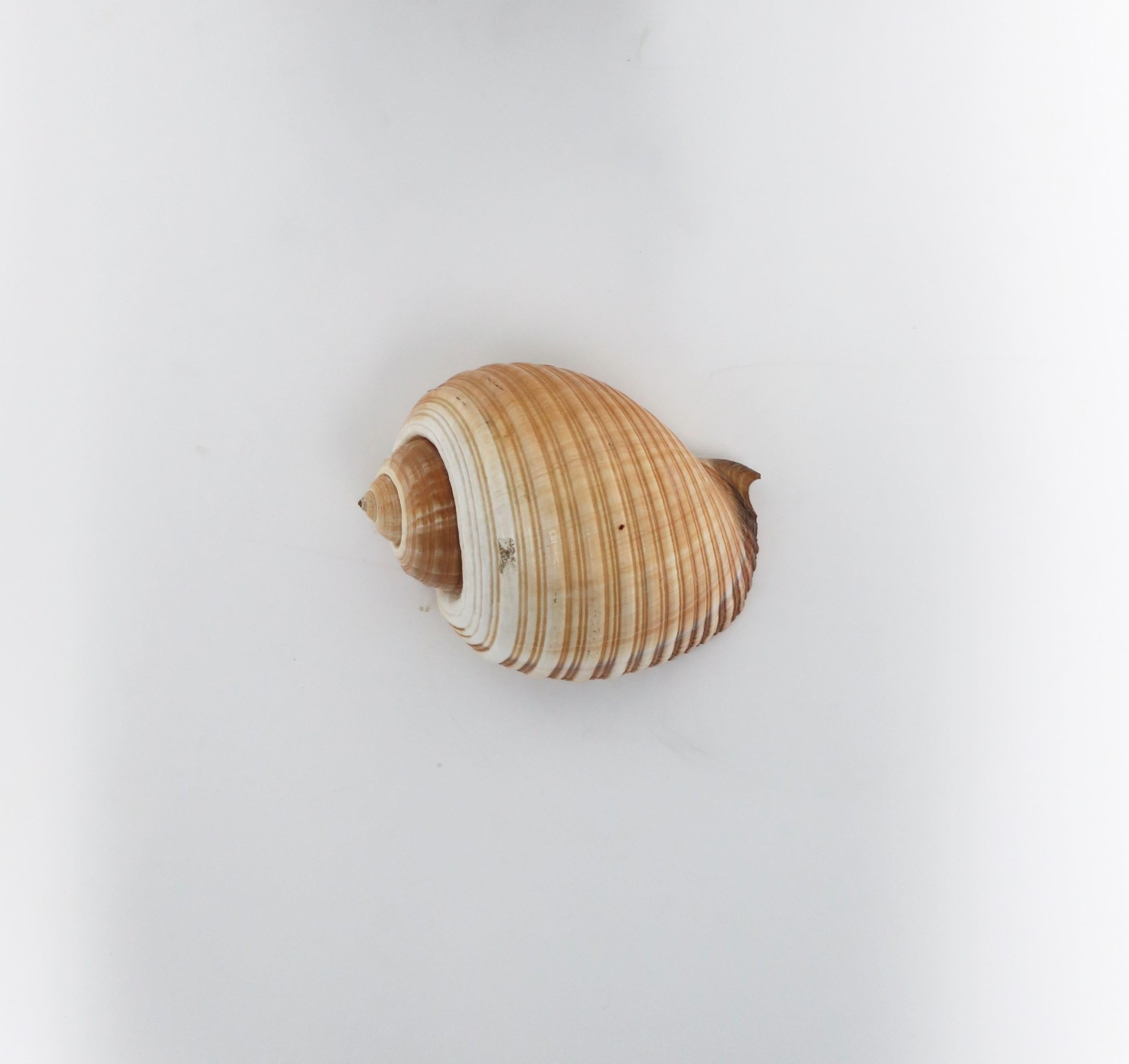 Seashell Sea Shell In Good Condition In New York, NY