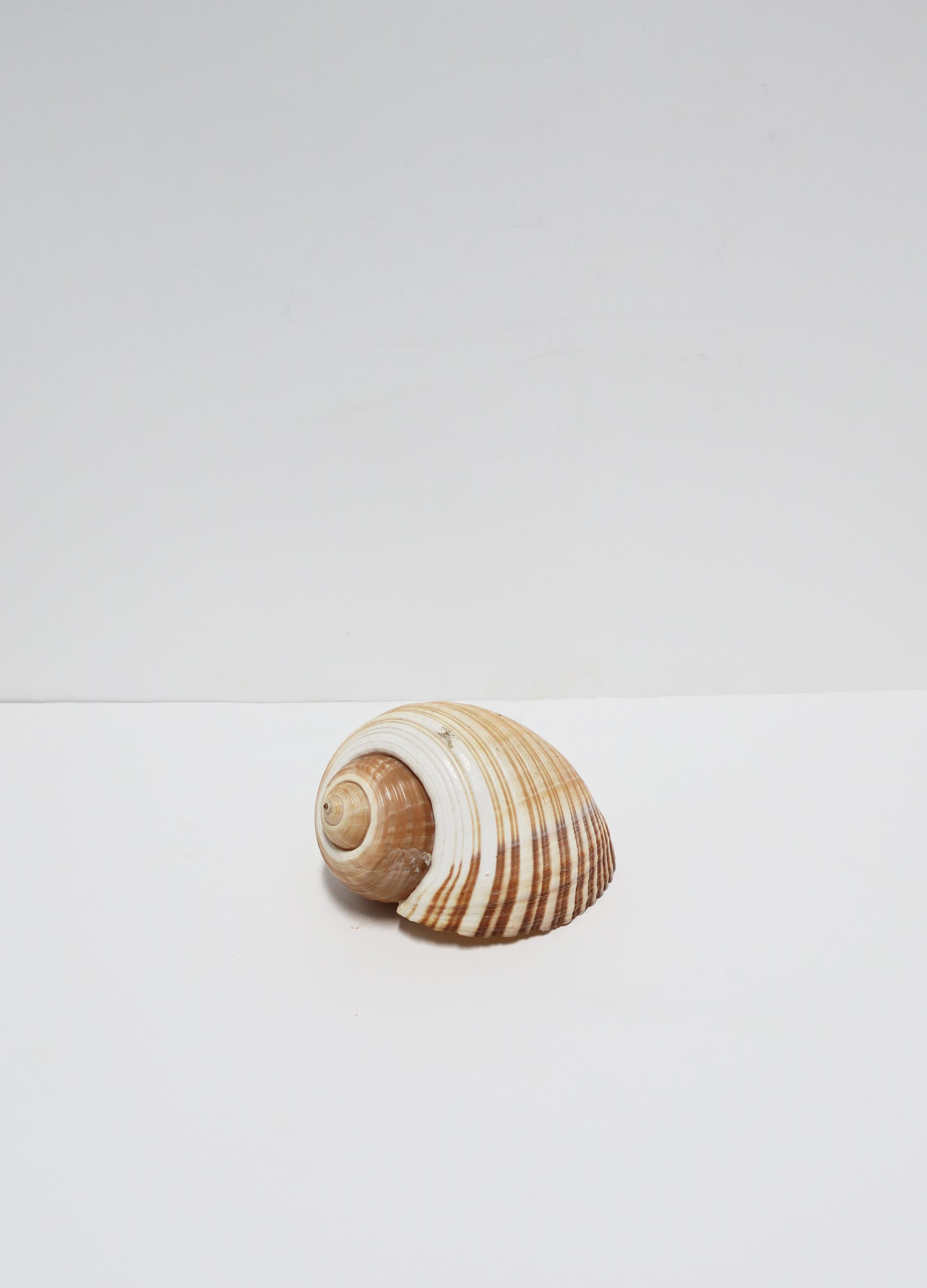 Seashell Sea Shell 1