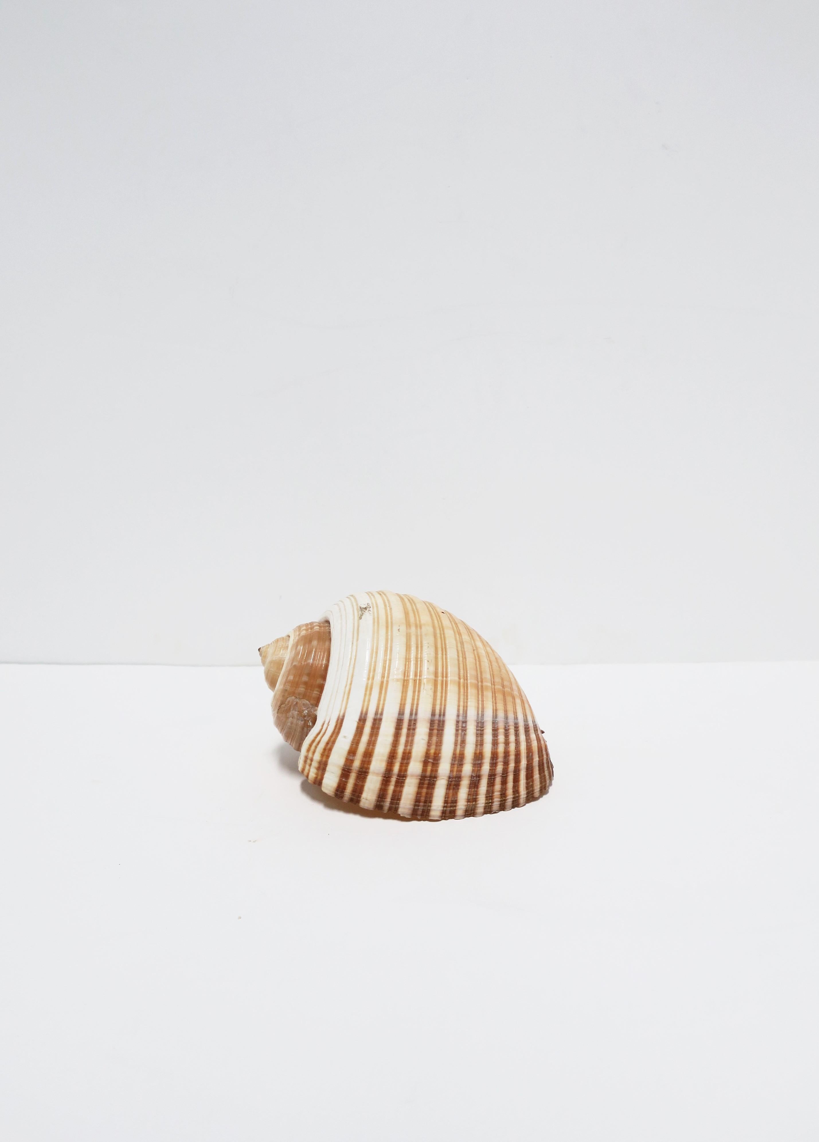 Seashell Sea Shell 2