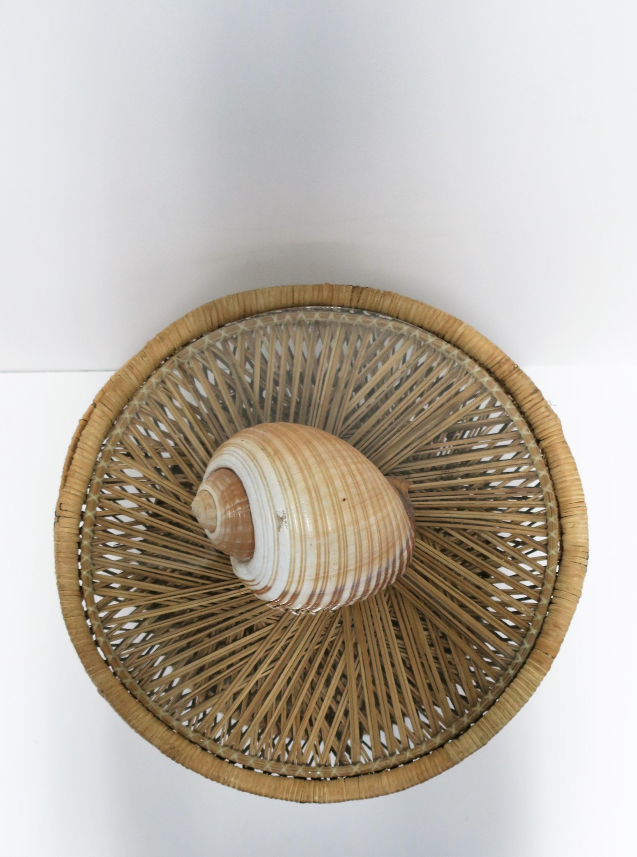 Seashell Sea Shell 4