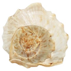 Seashell Sea Shell