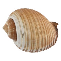 Seashell Sea Shell